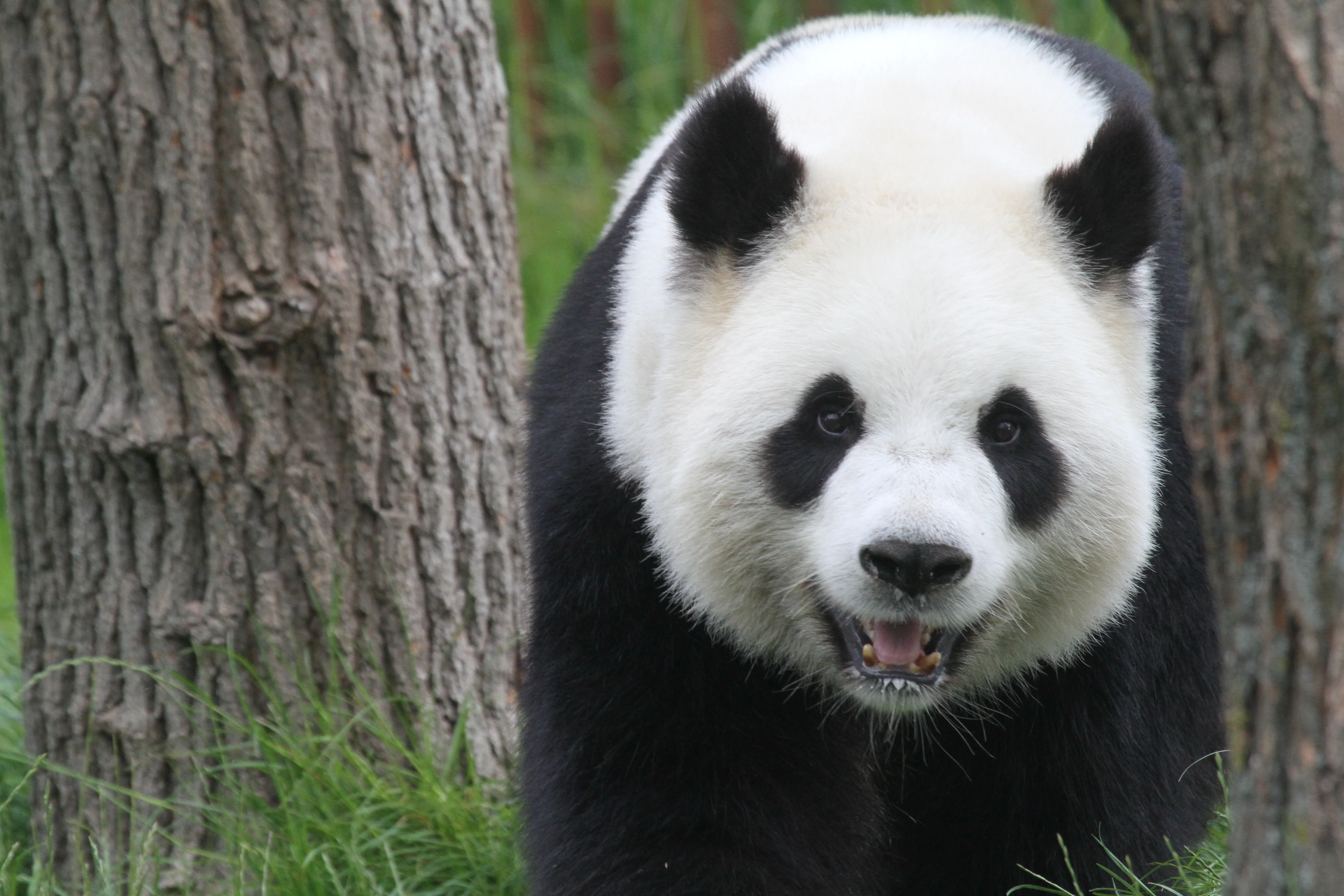 Pairi Daiza