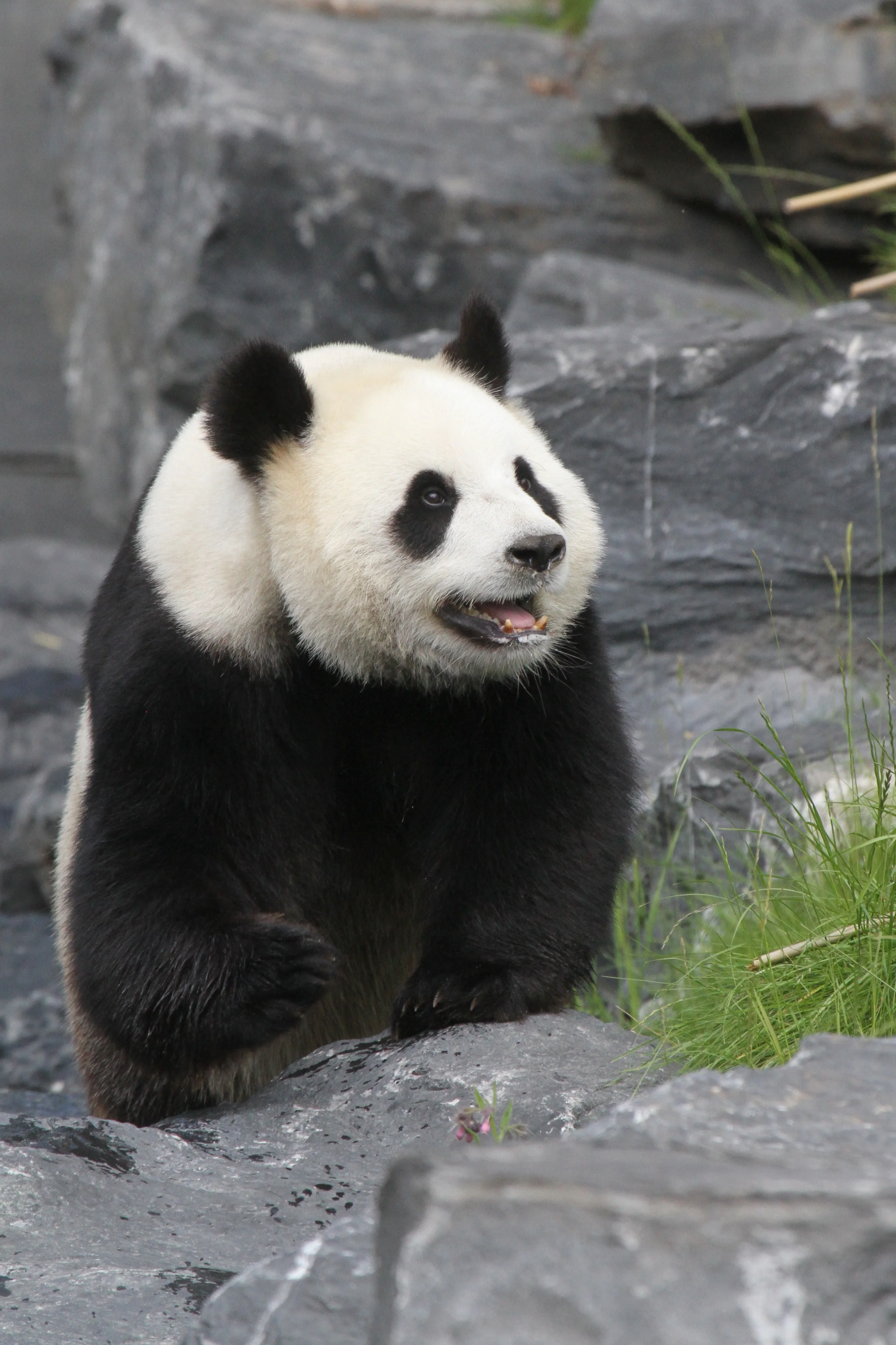 Pairi Daiza
