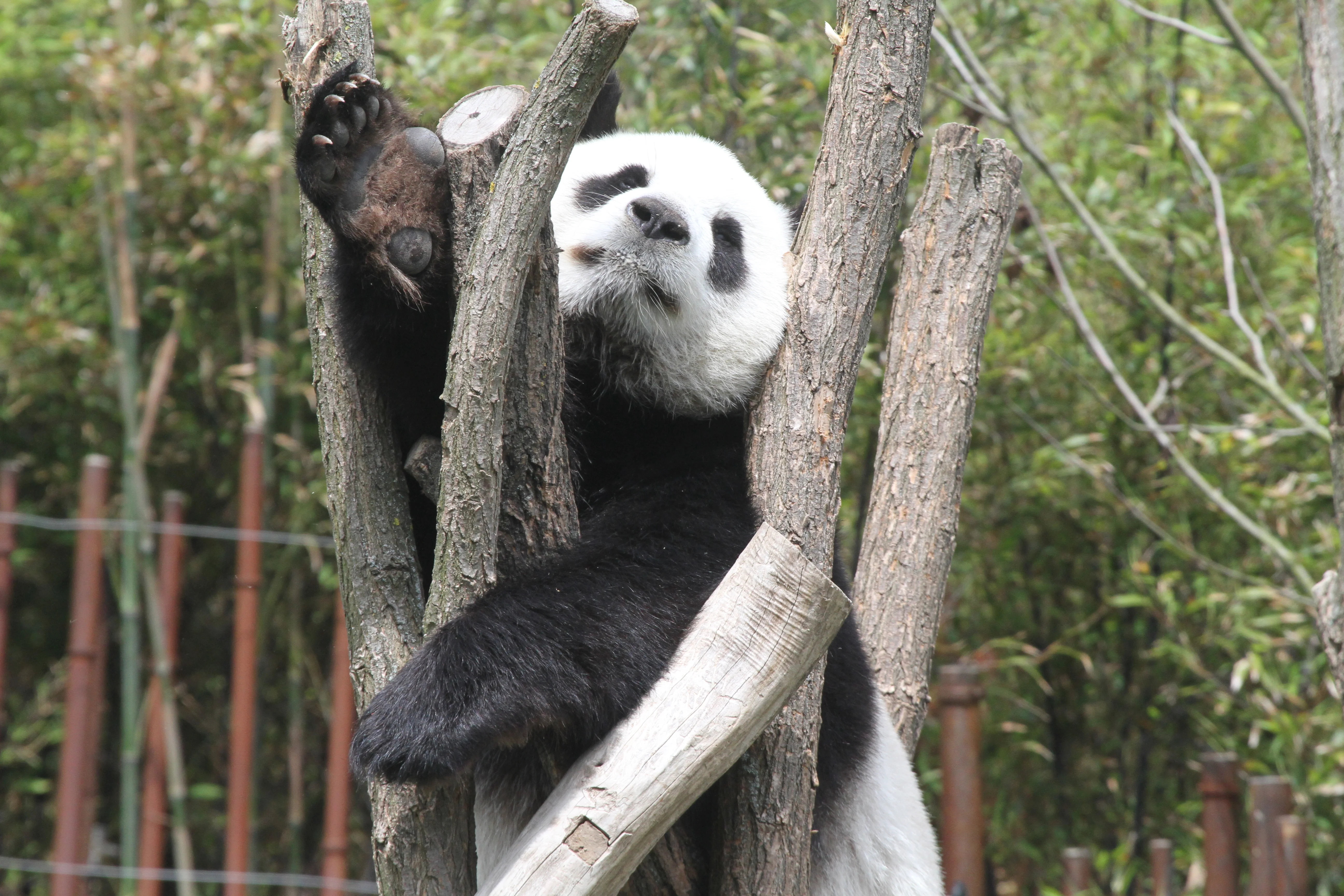 Pairi Daiza