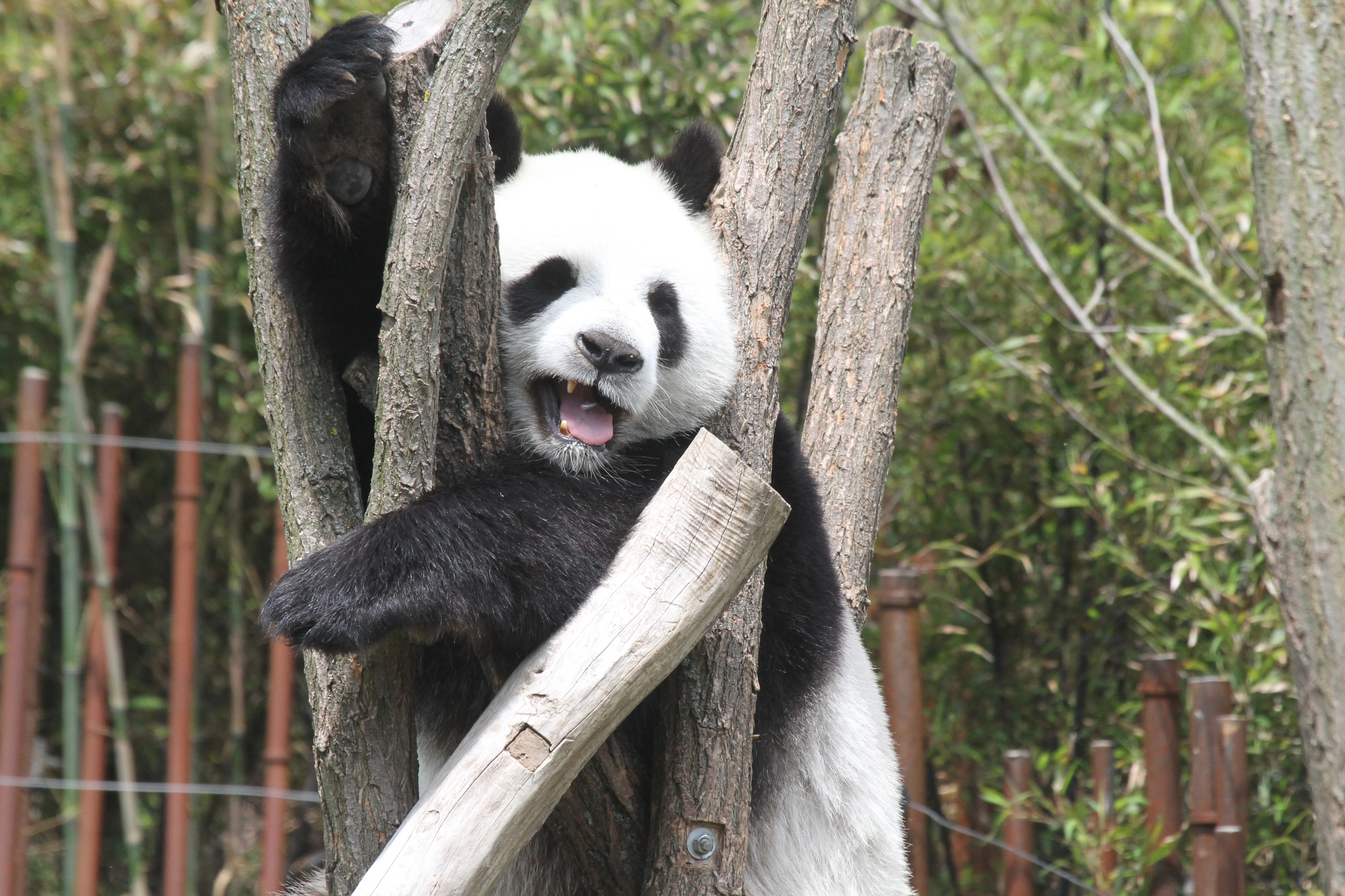 Pairi Daiza