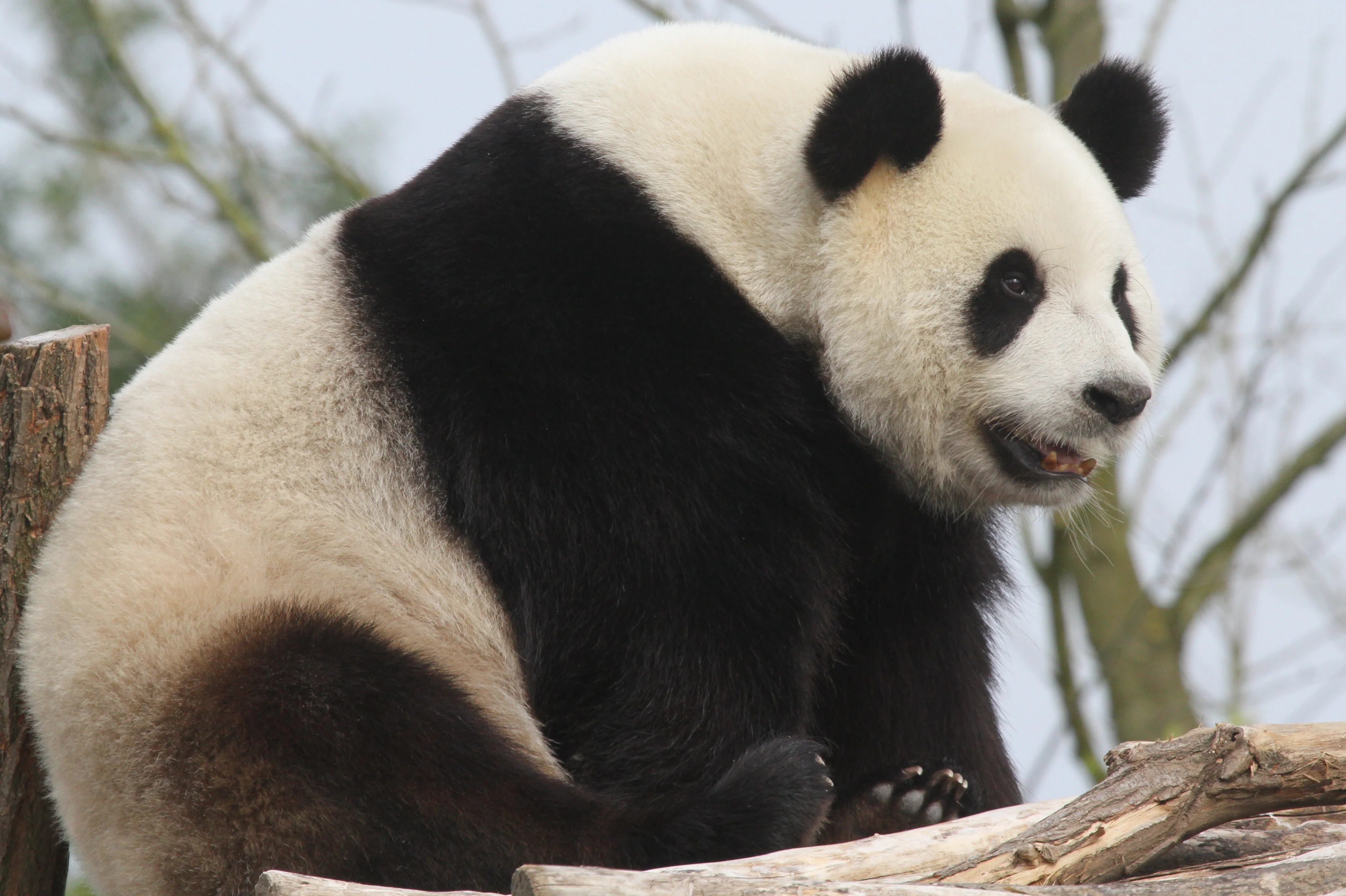 Pairi Daiza