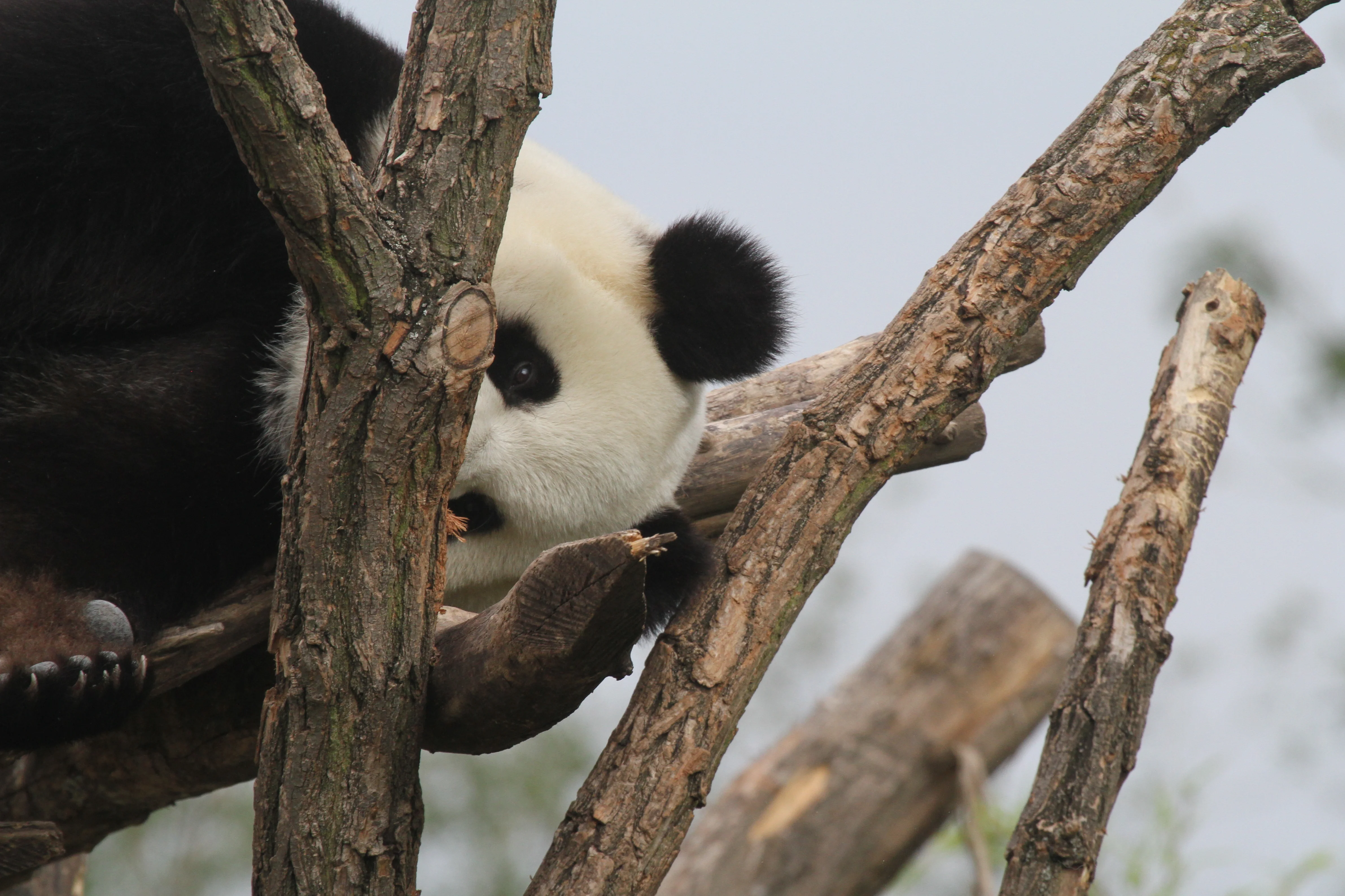 Pairi Daiza