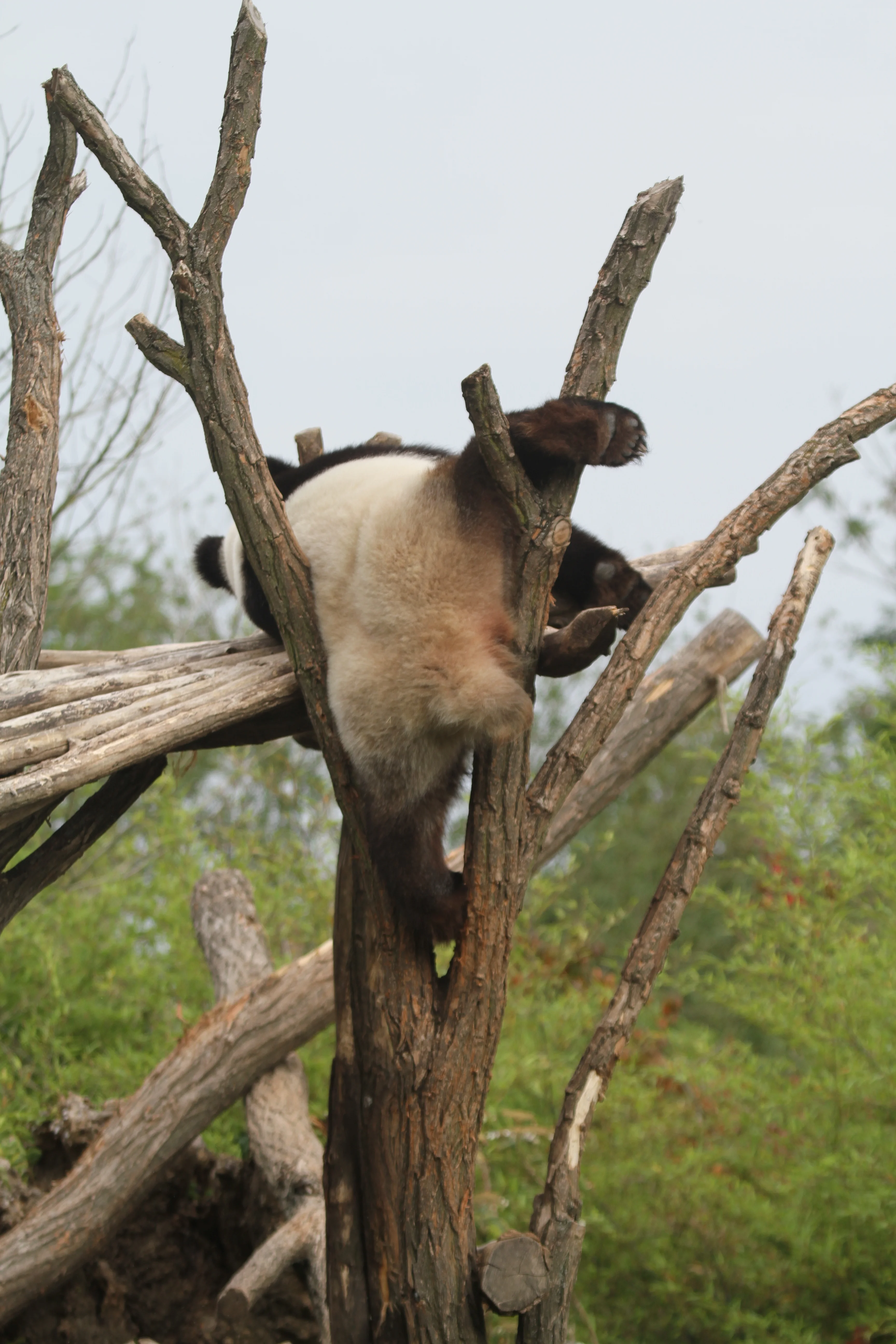 Pairi Daiza