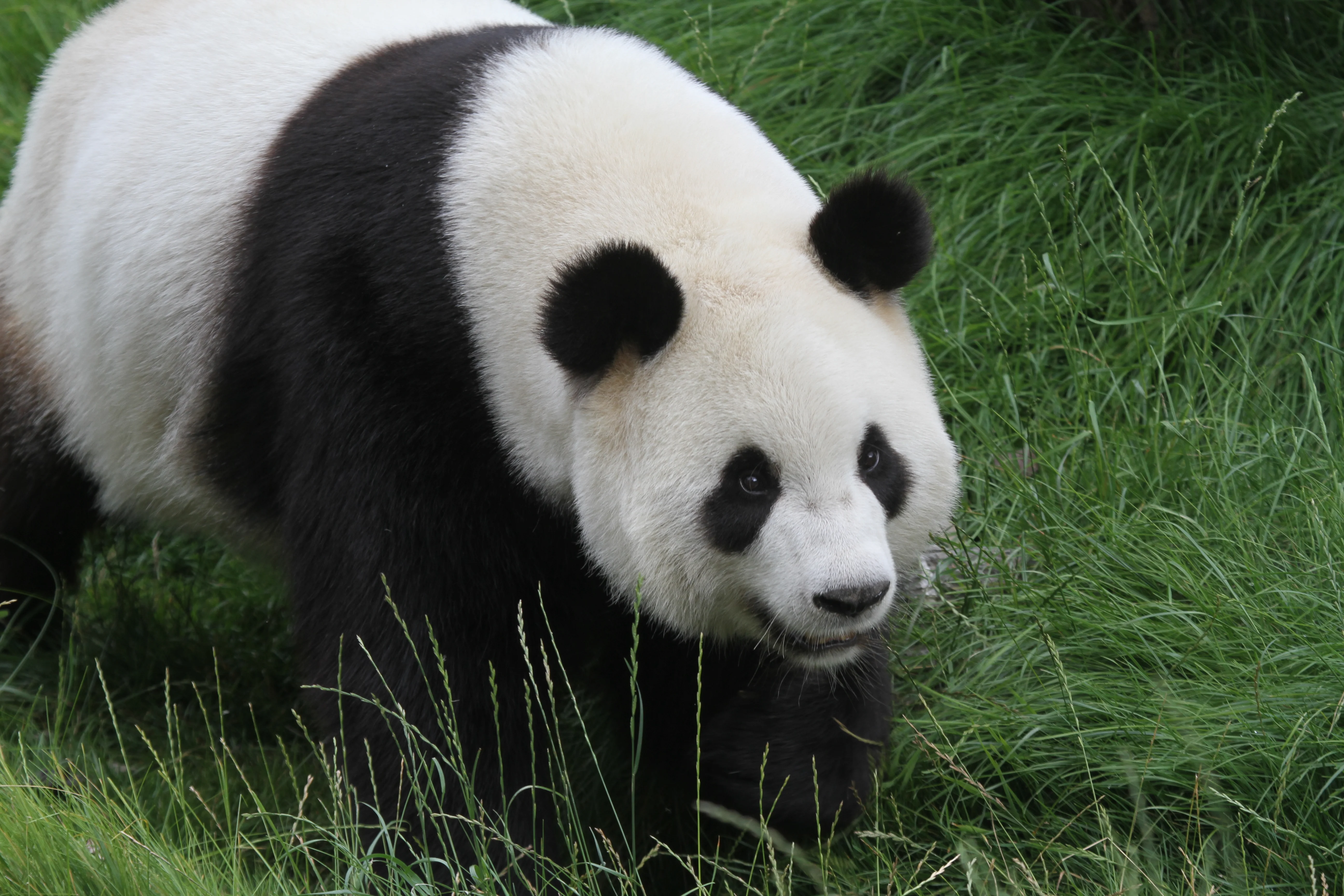 Pairi Daiza