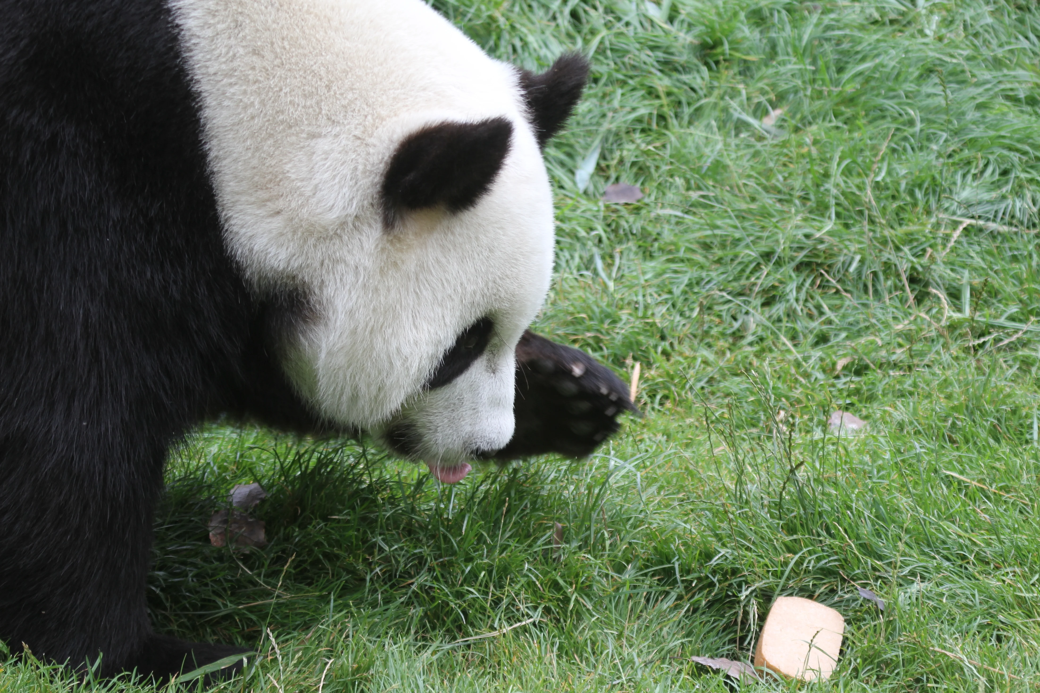 Pairi Daiza