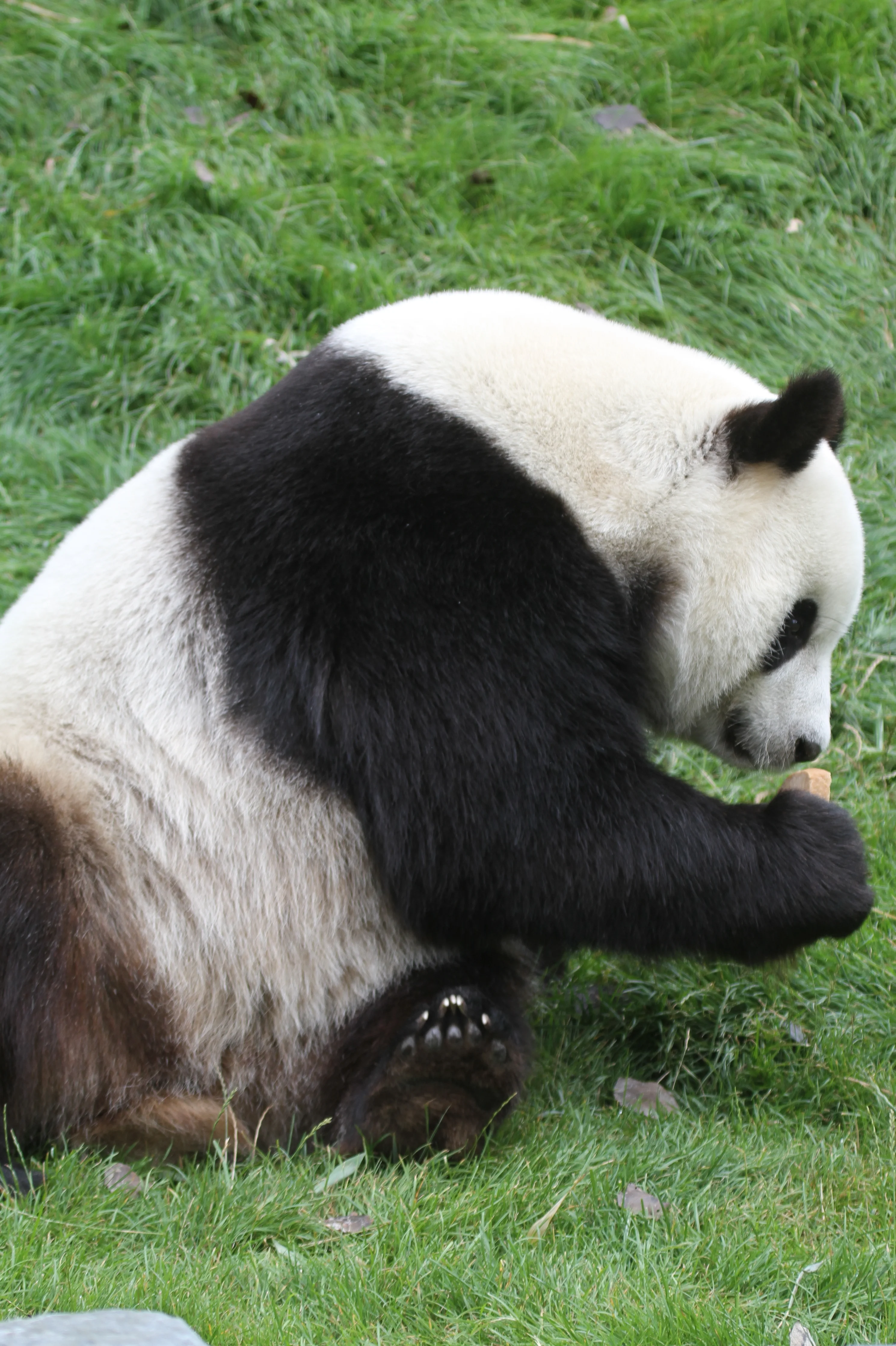 Pairi Daiza