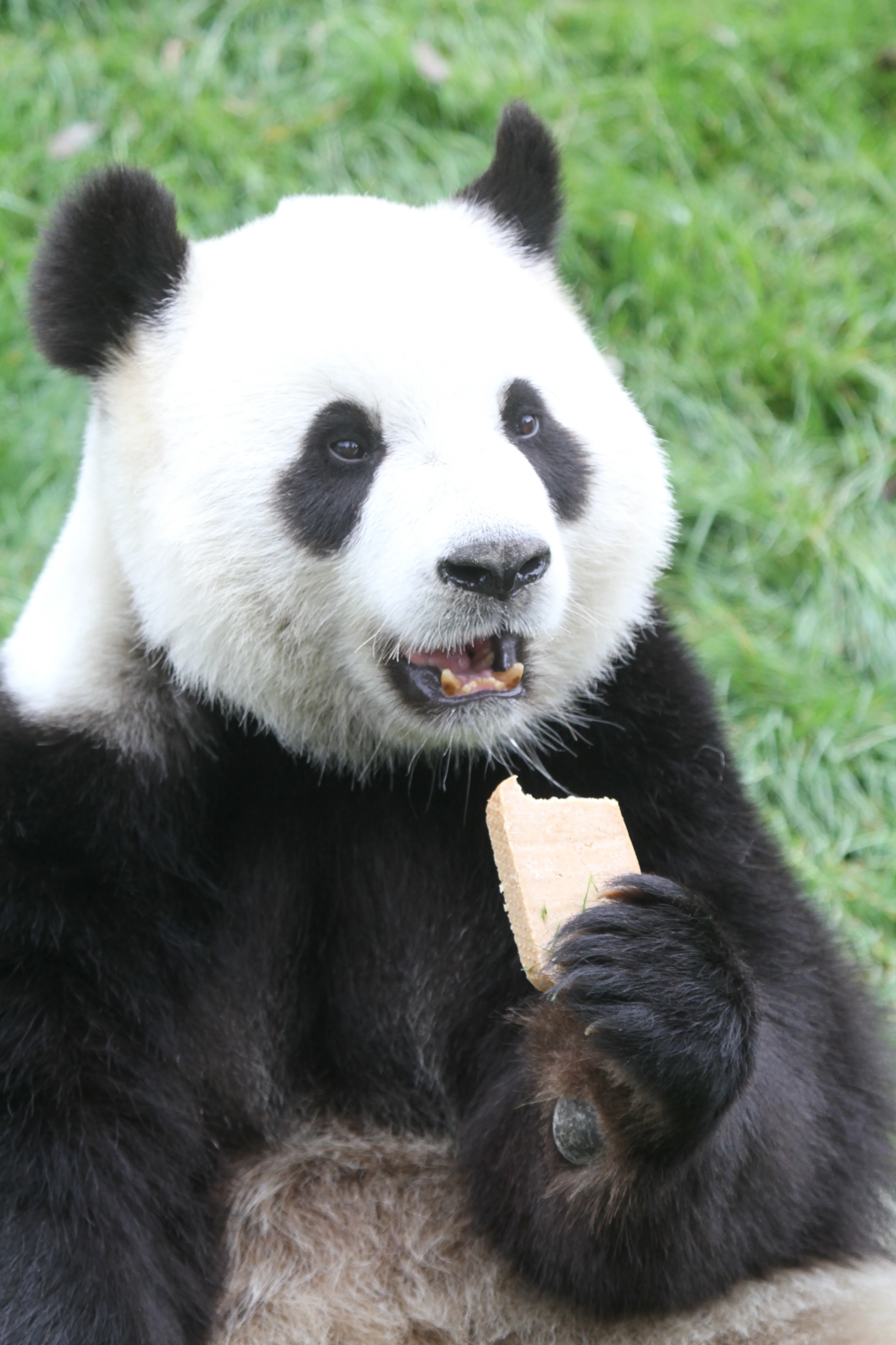 Pairi Daiza