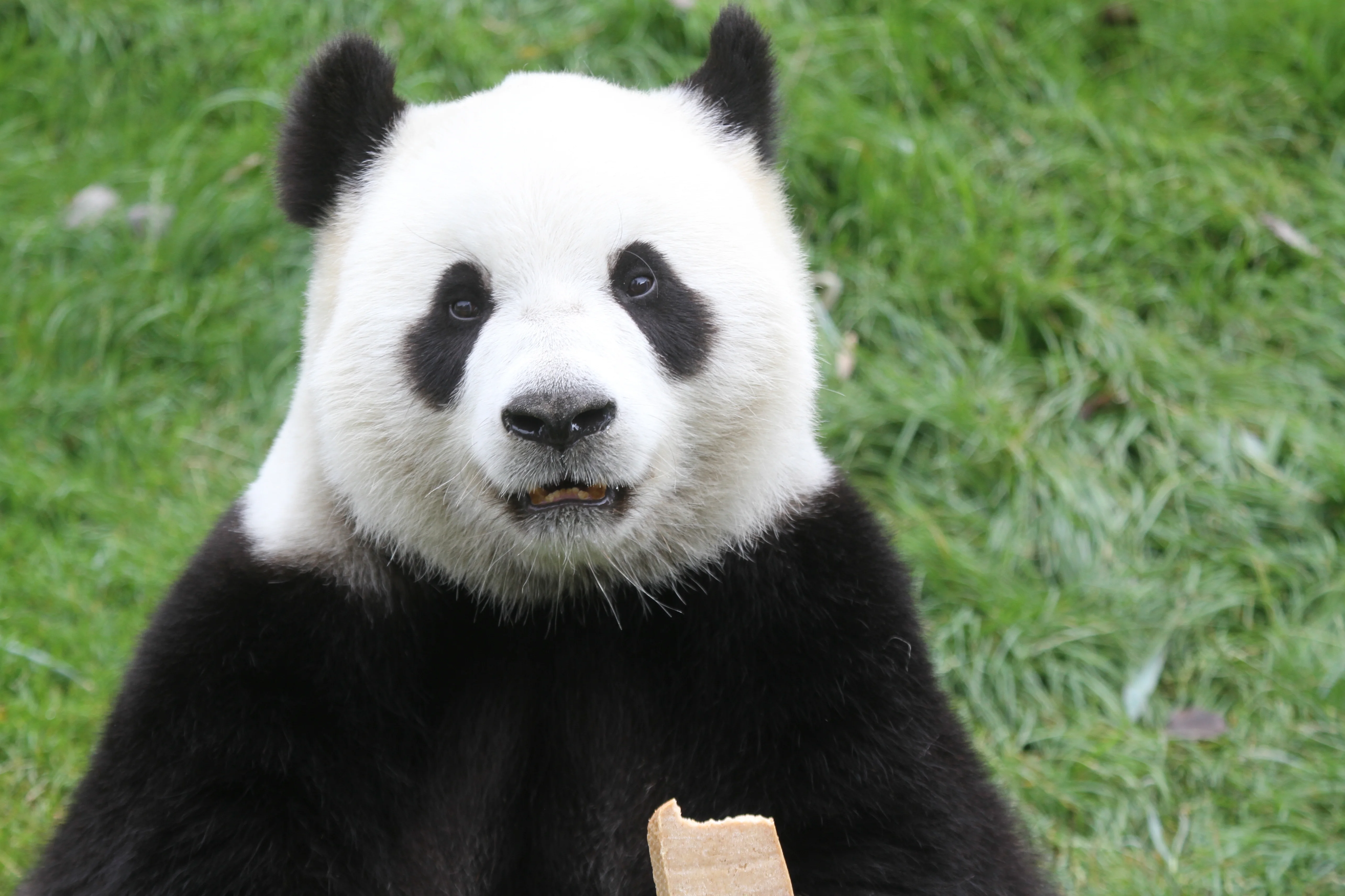 Pairi Daiza
