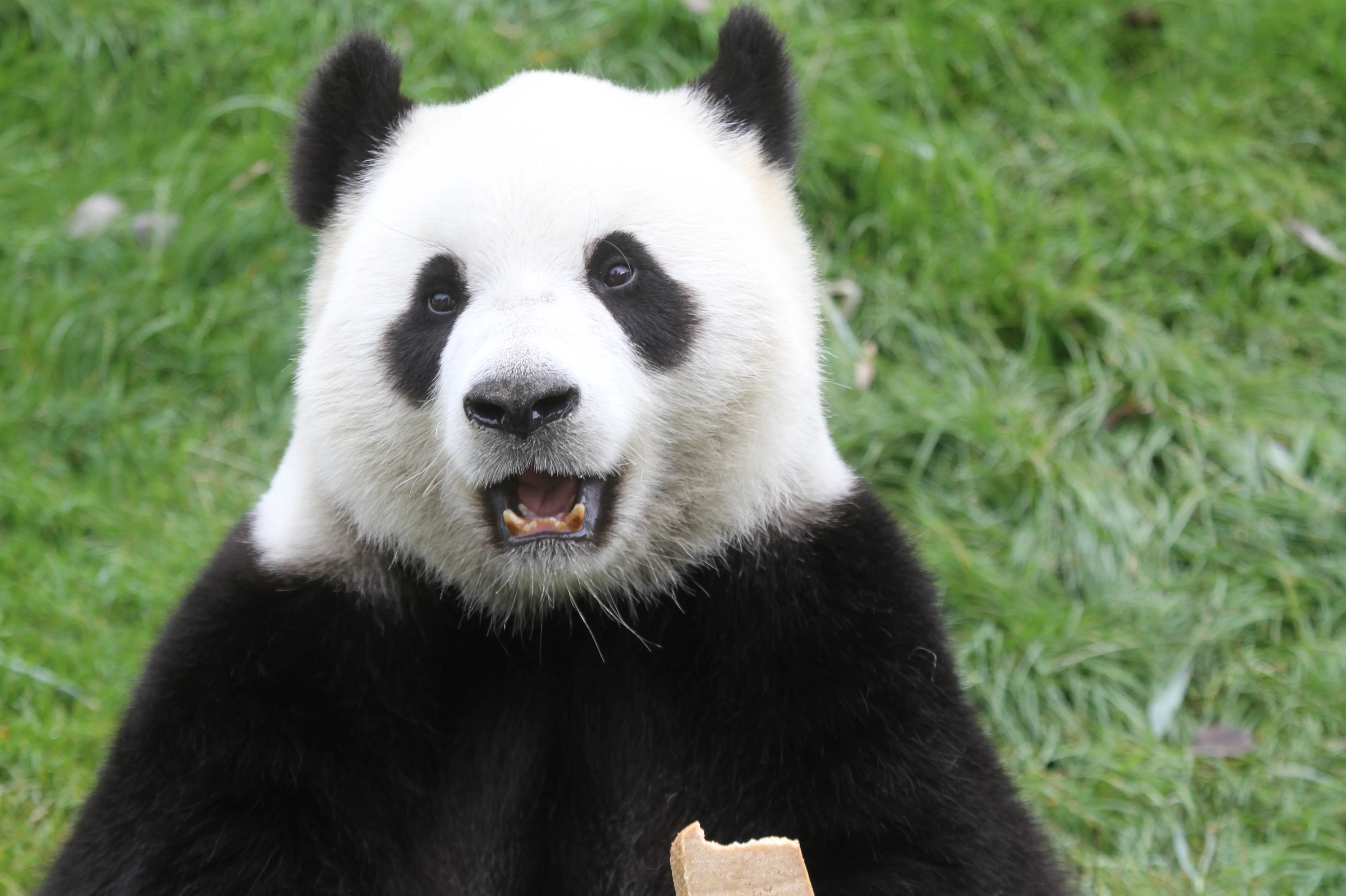 Pairi Daiza