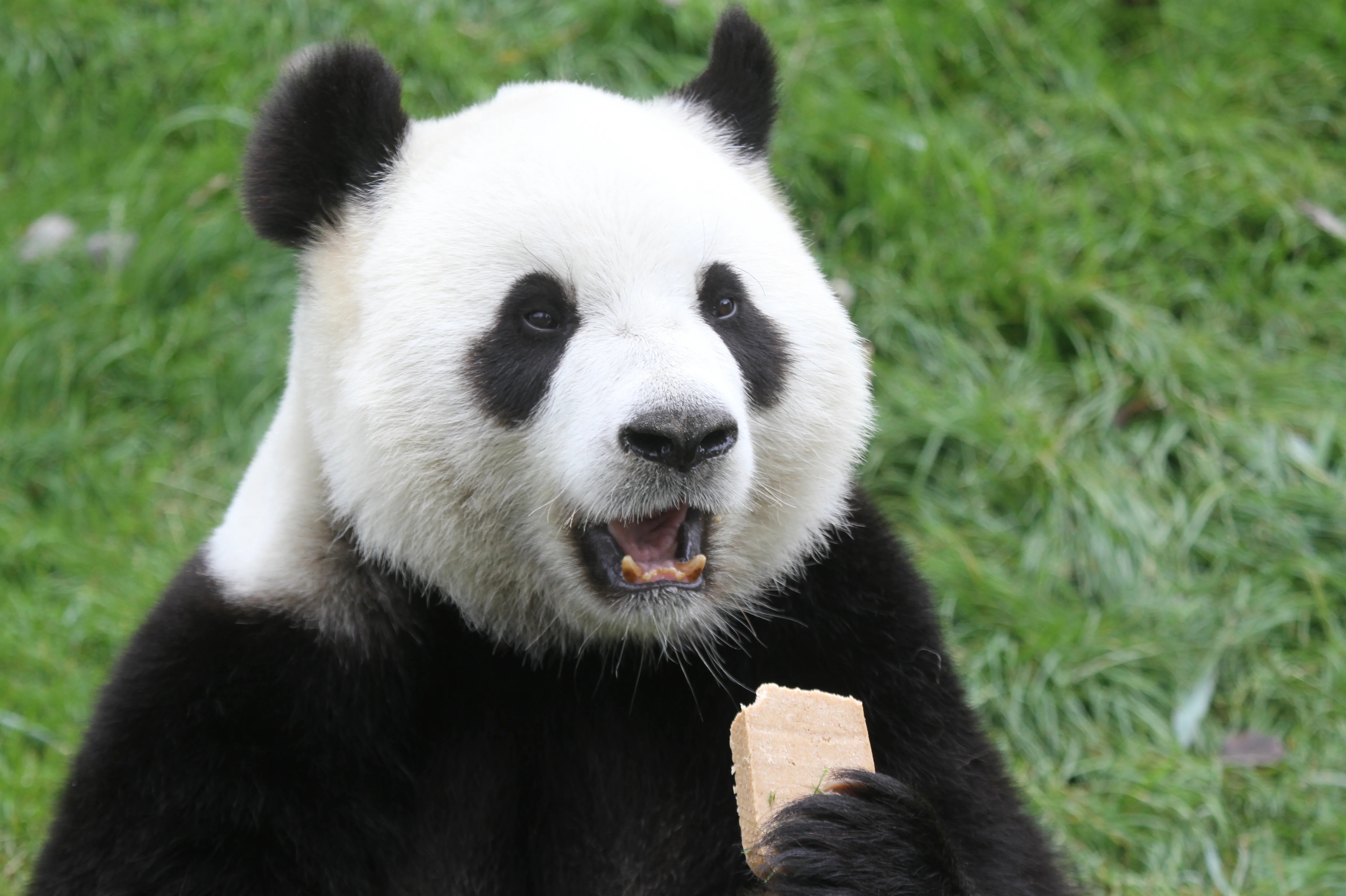Pairi Daiza