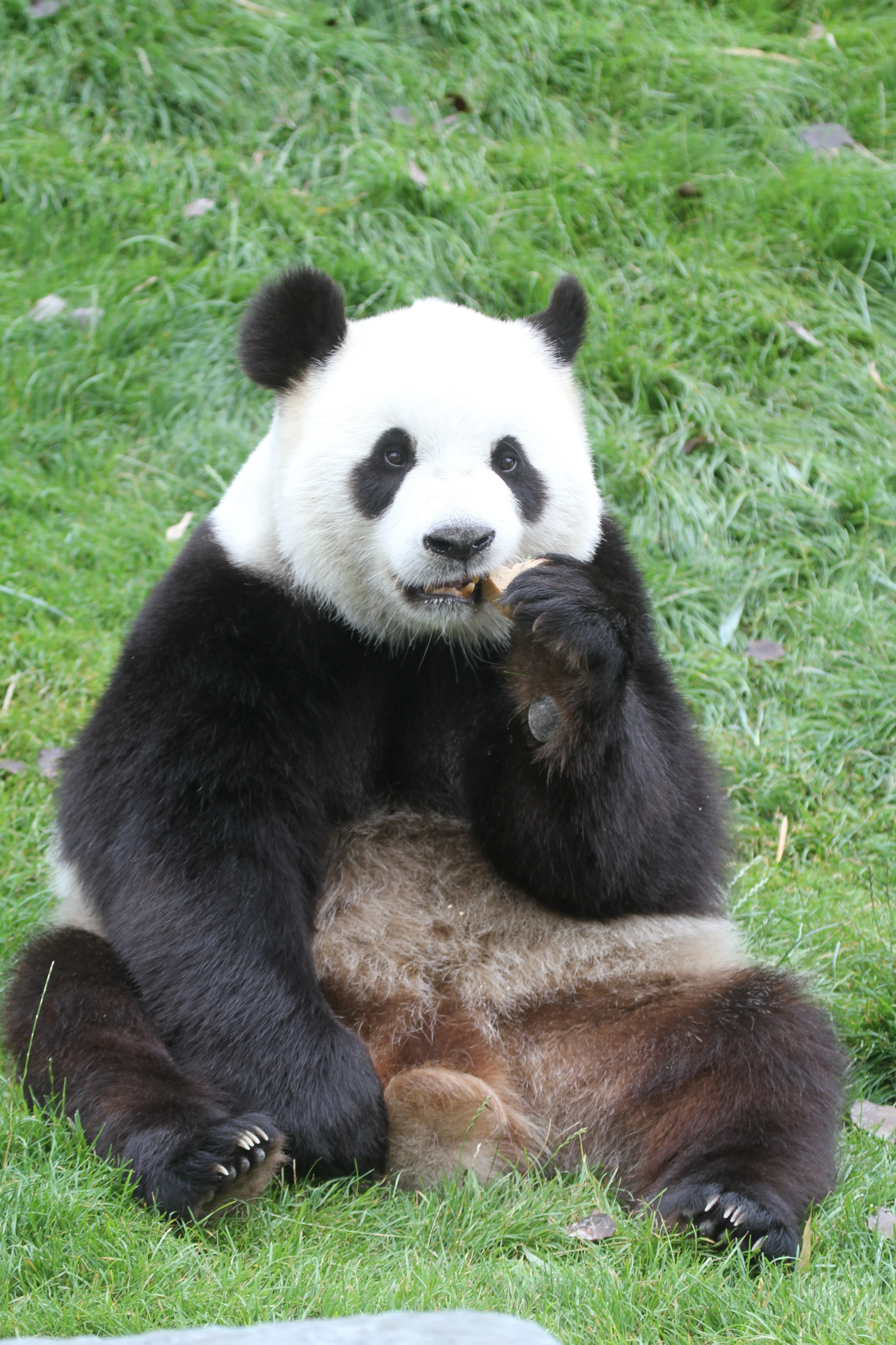 Pairi Daiza