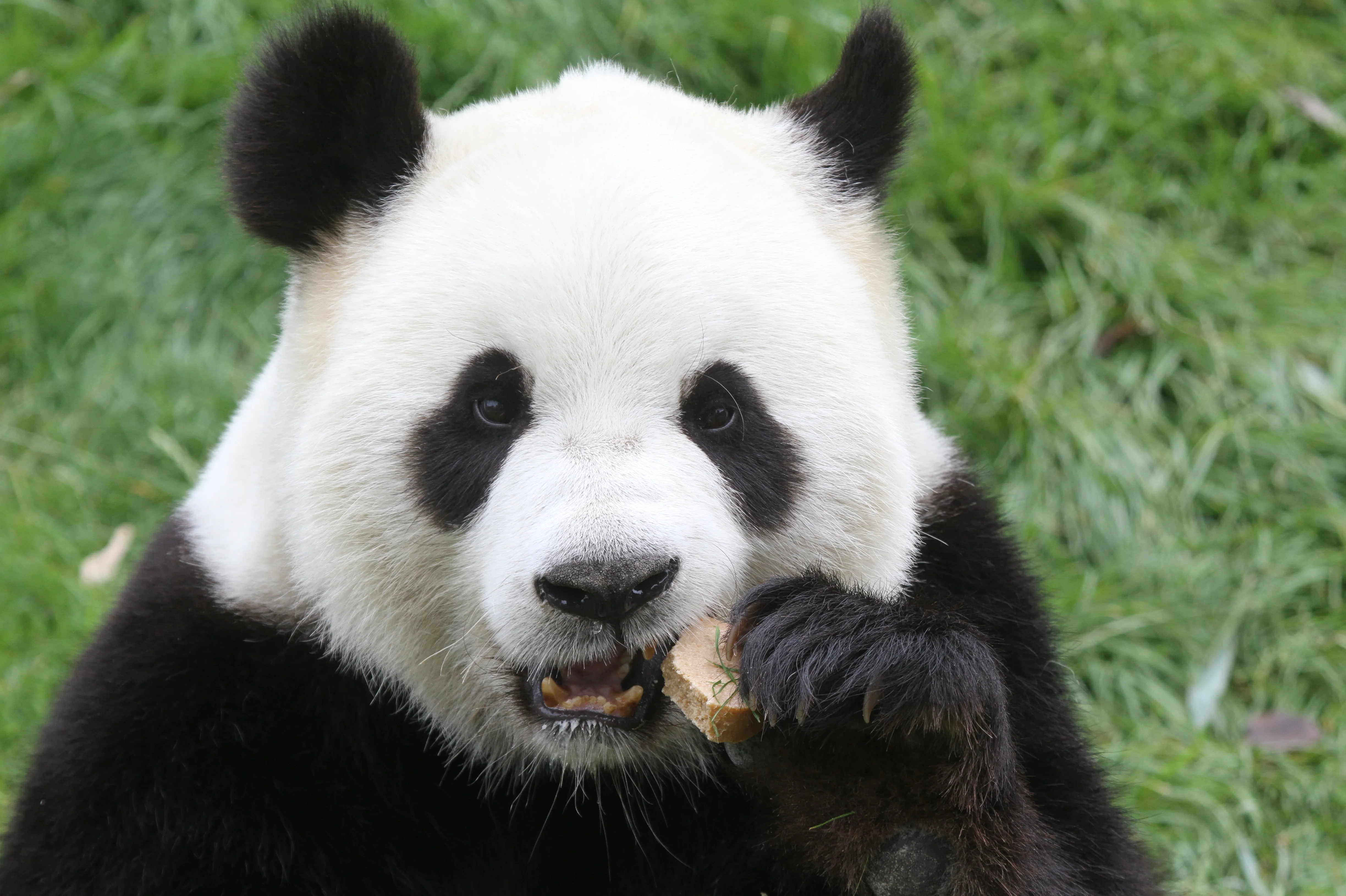 Pairi Daiza