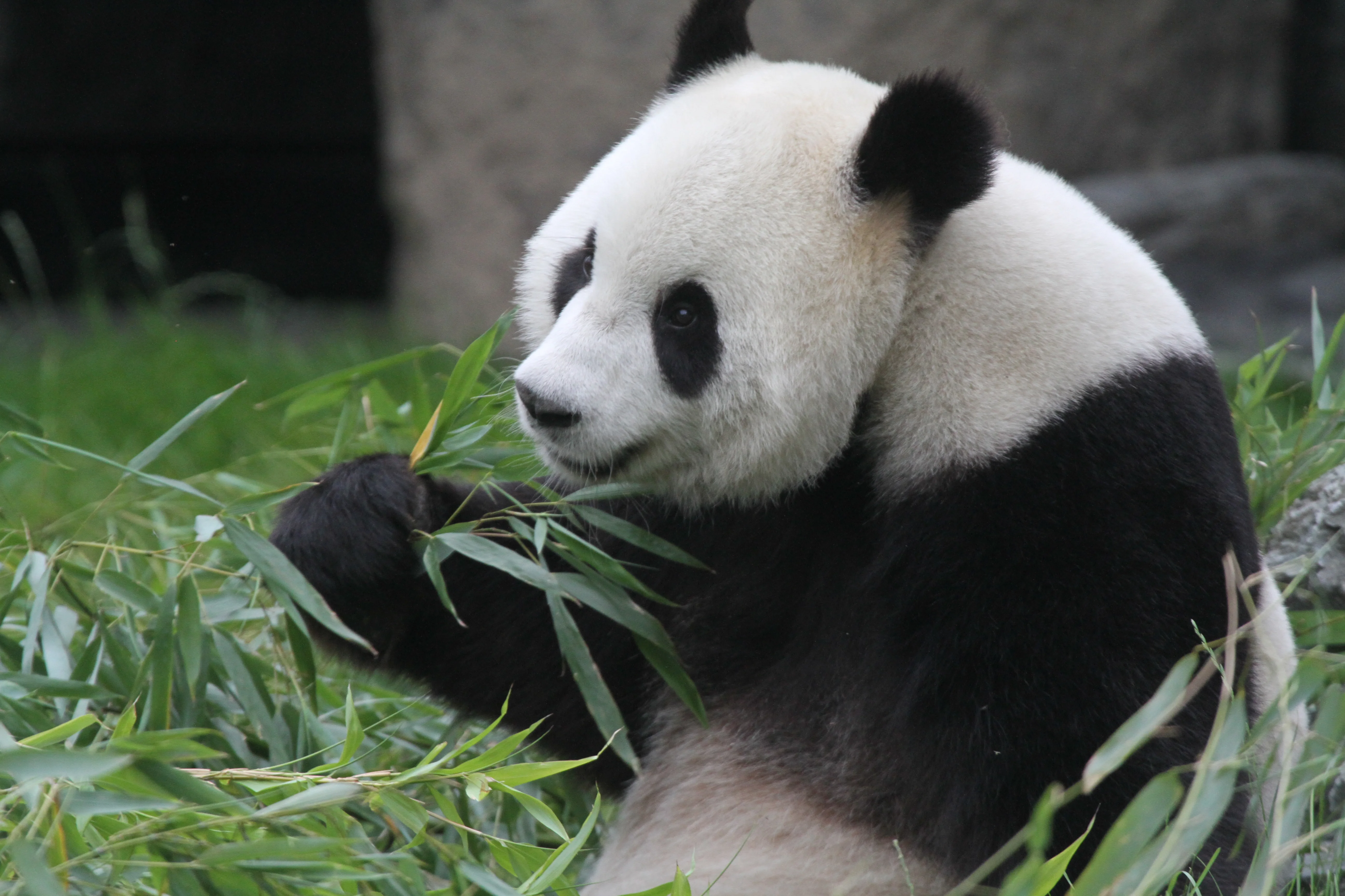 Pairi Daiza