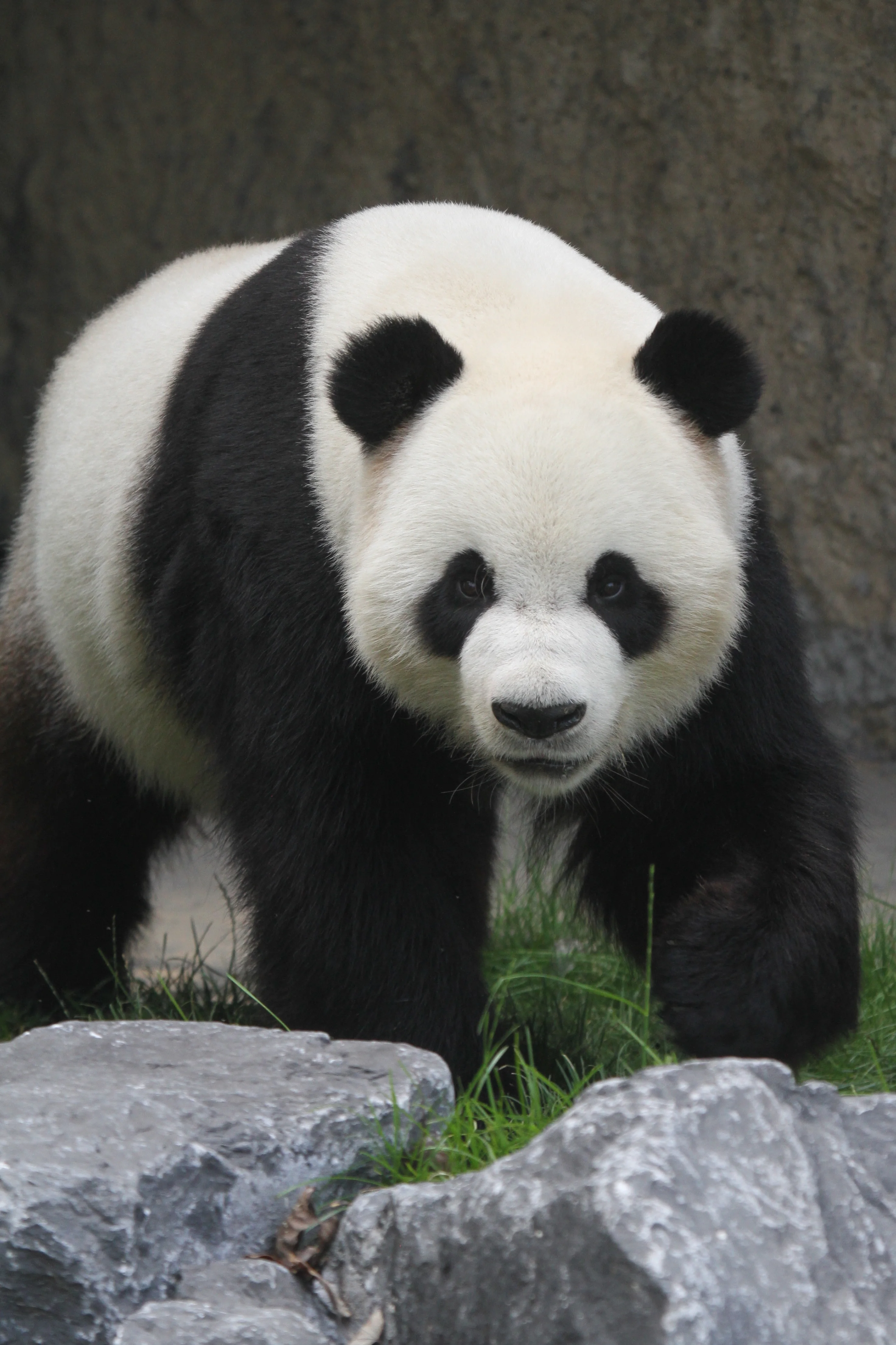 Pairi Daiza