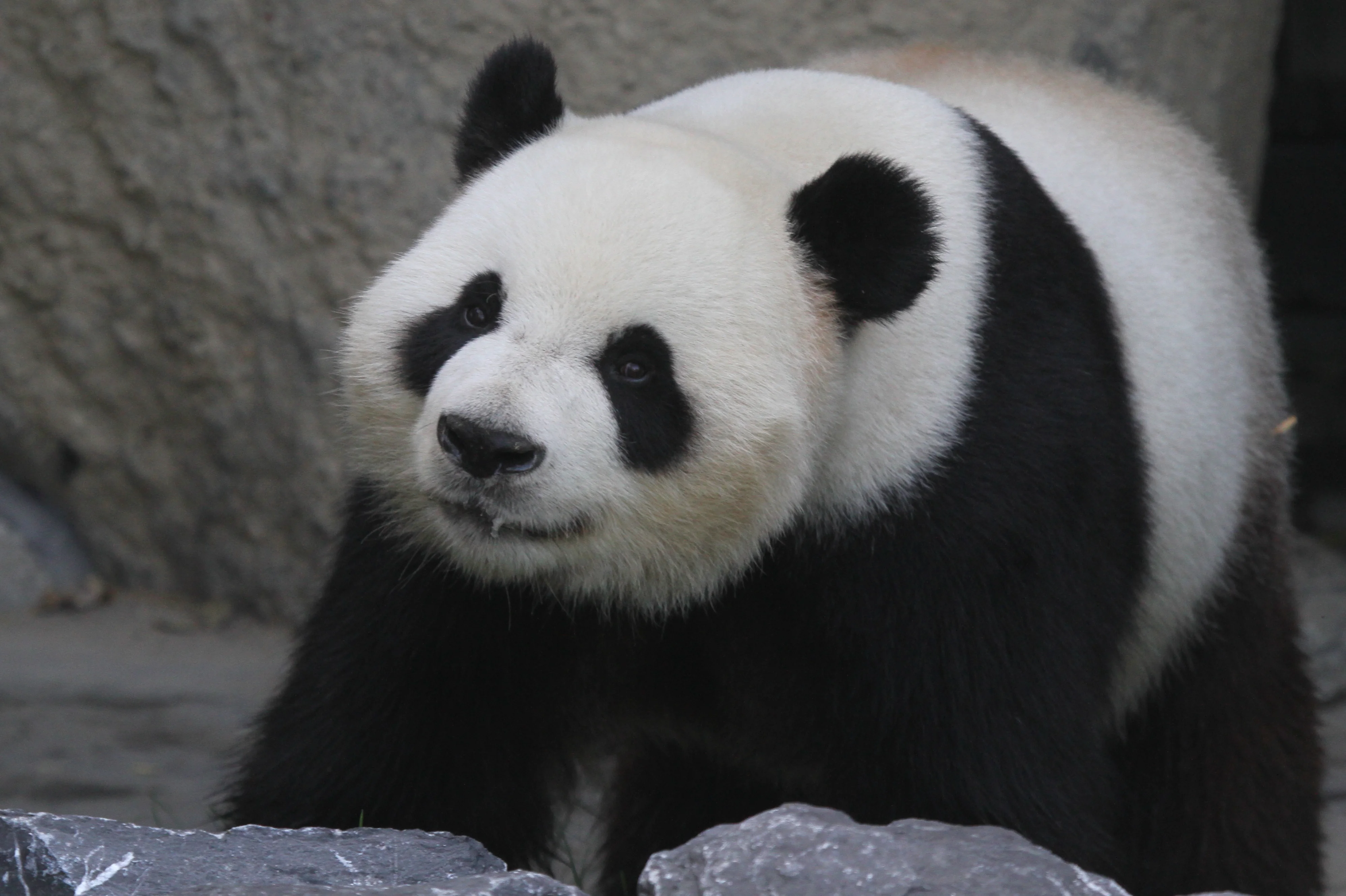 Pairi Daiza