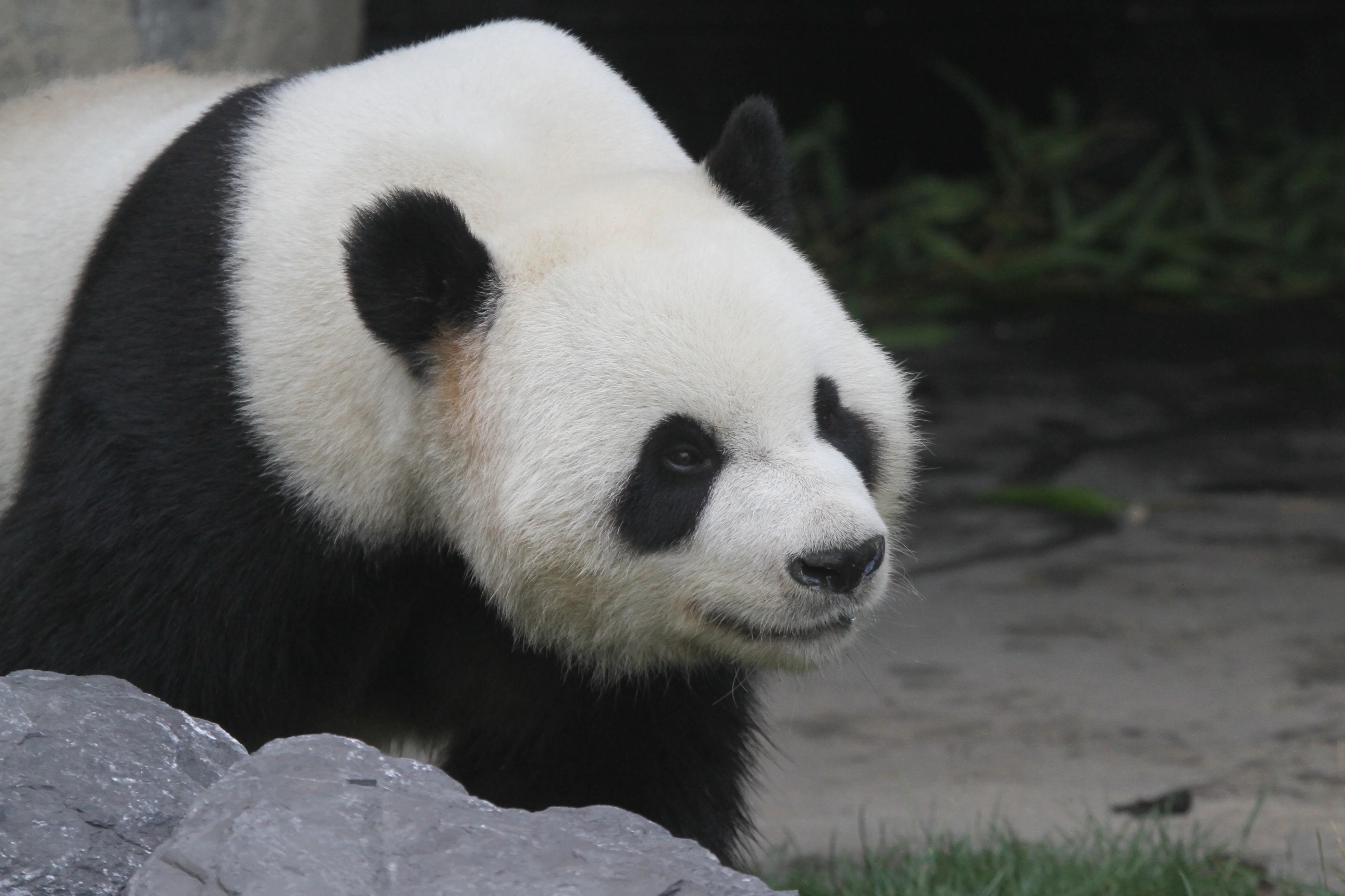 Pairi Daiza