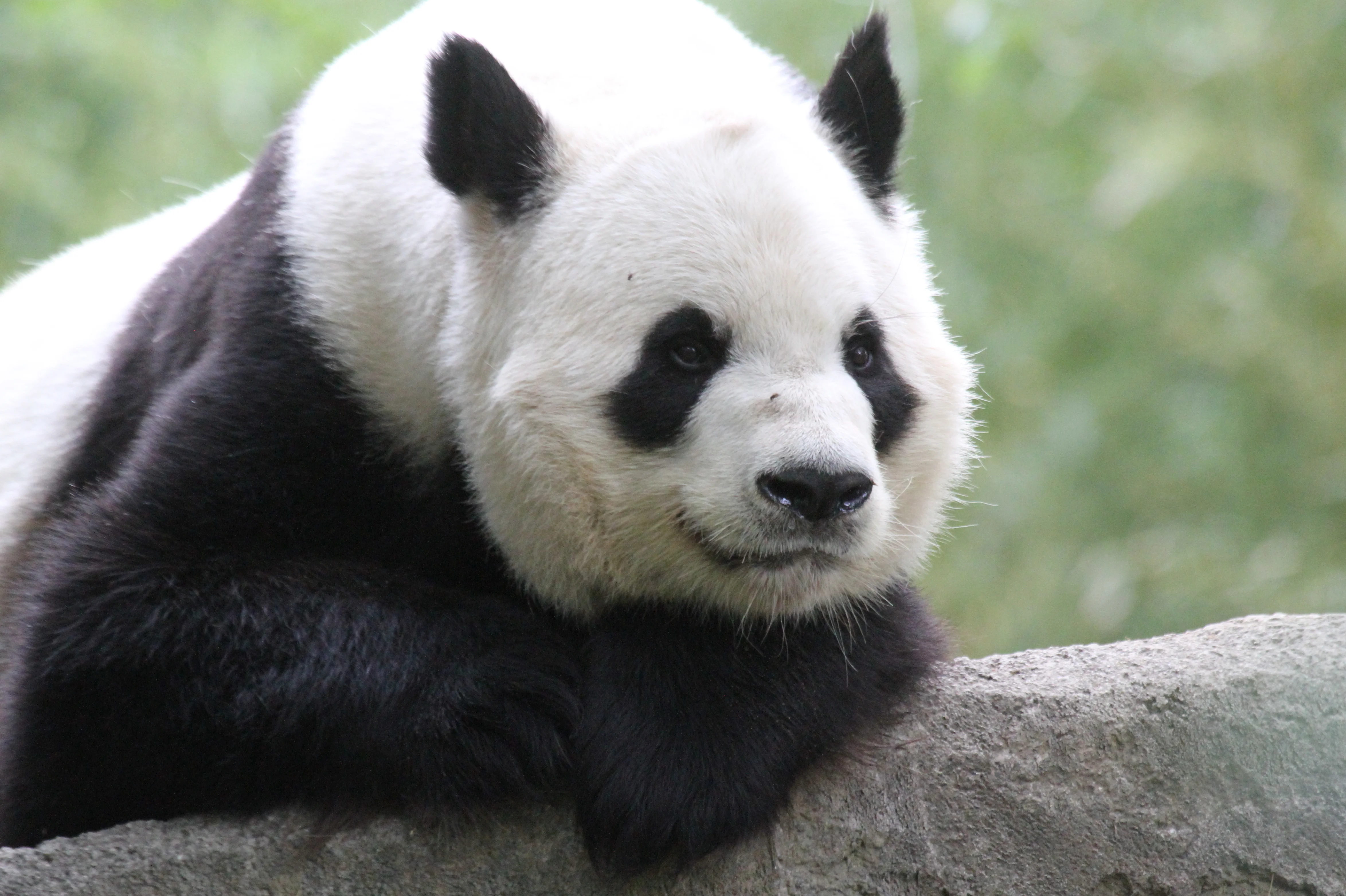 Zoo Madrid