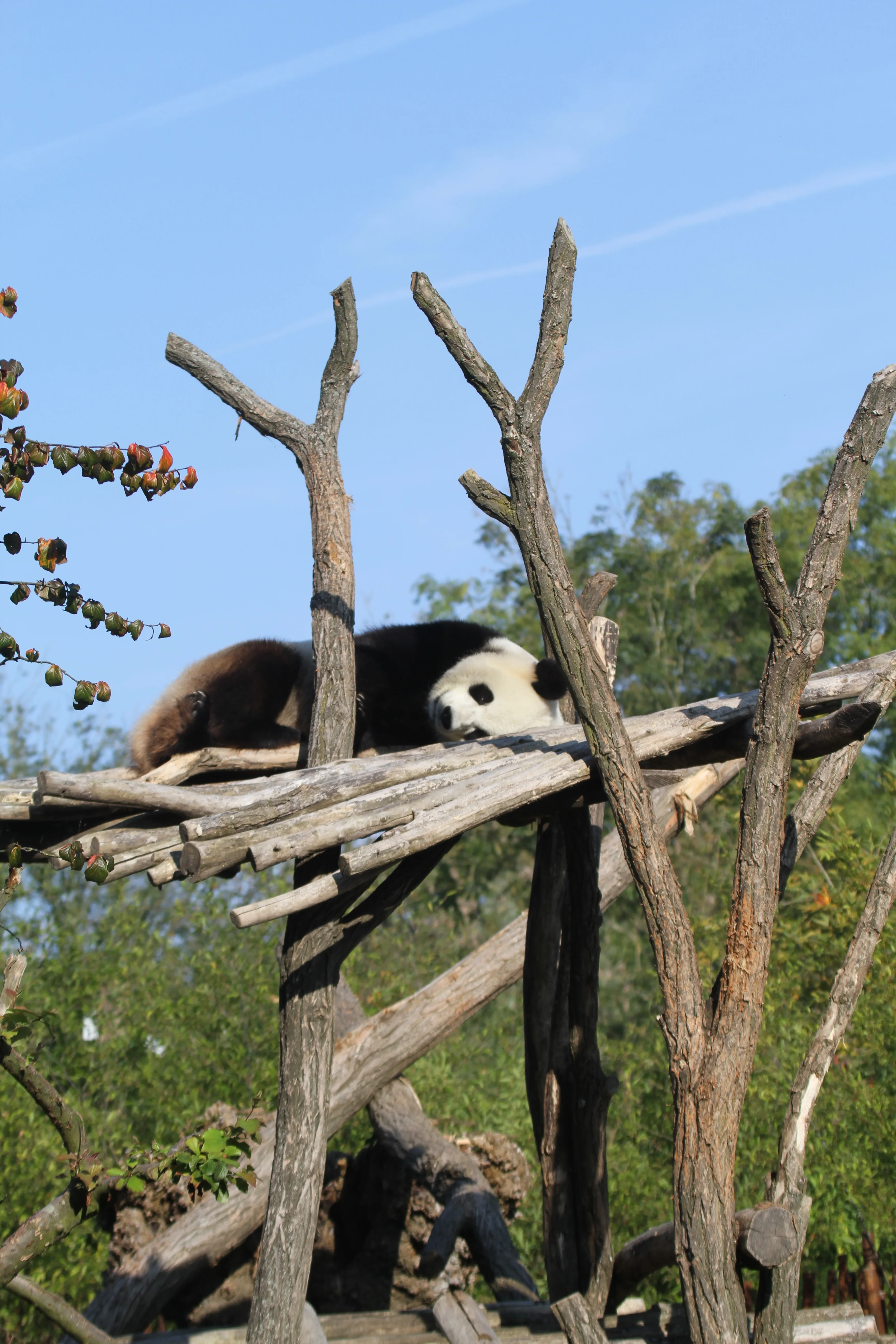 Pairi Daiza