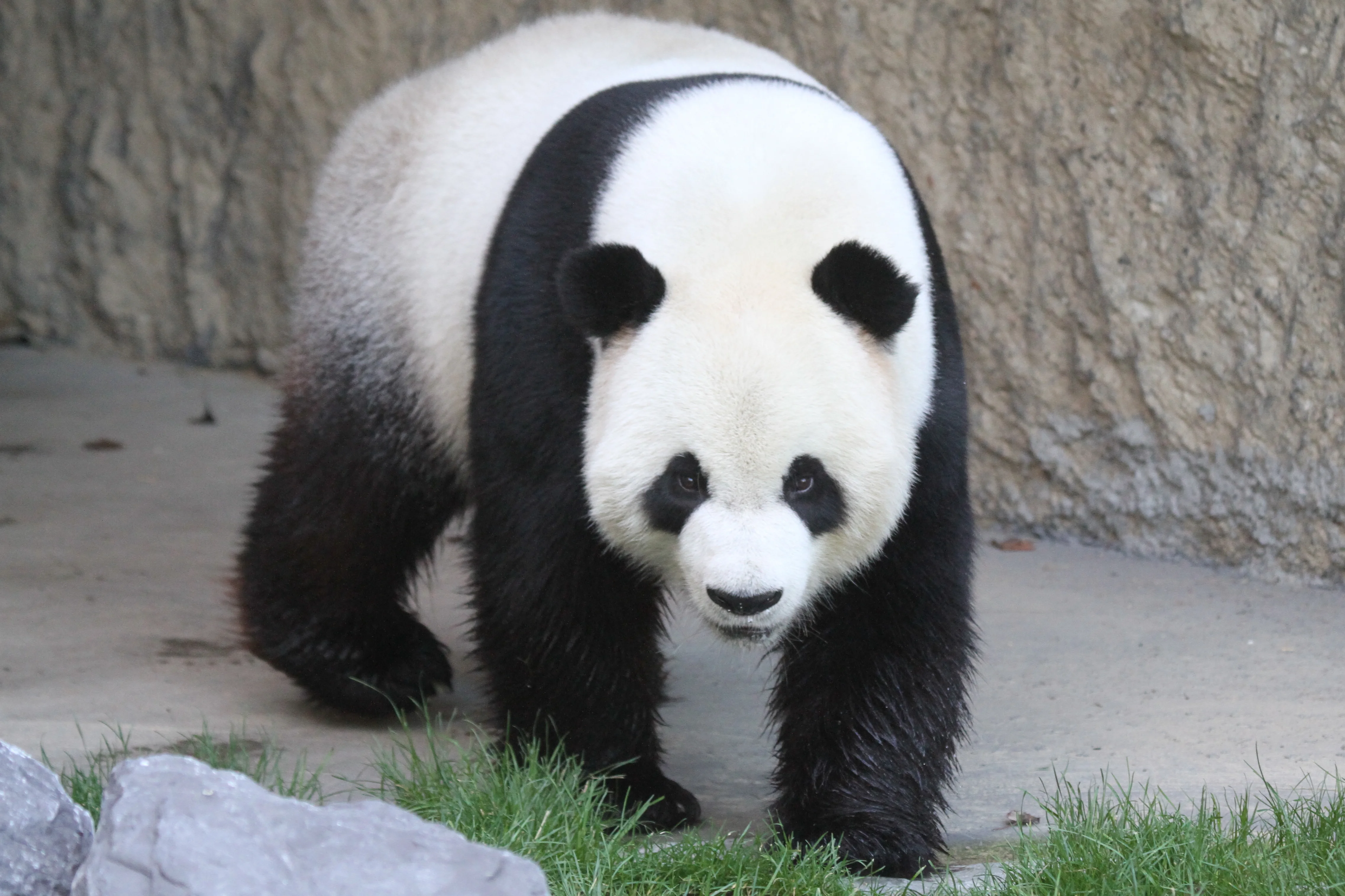 Pairi Daiza