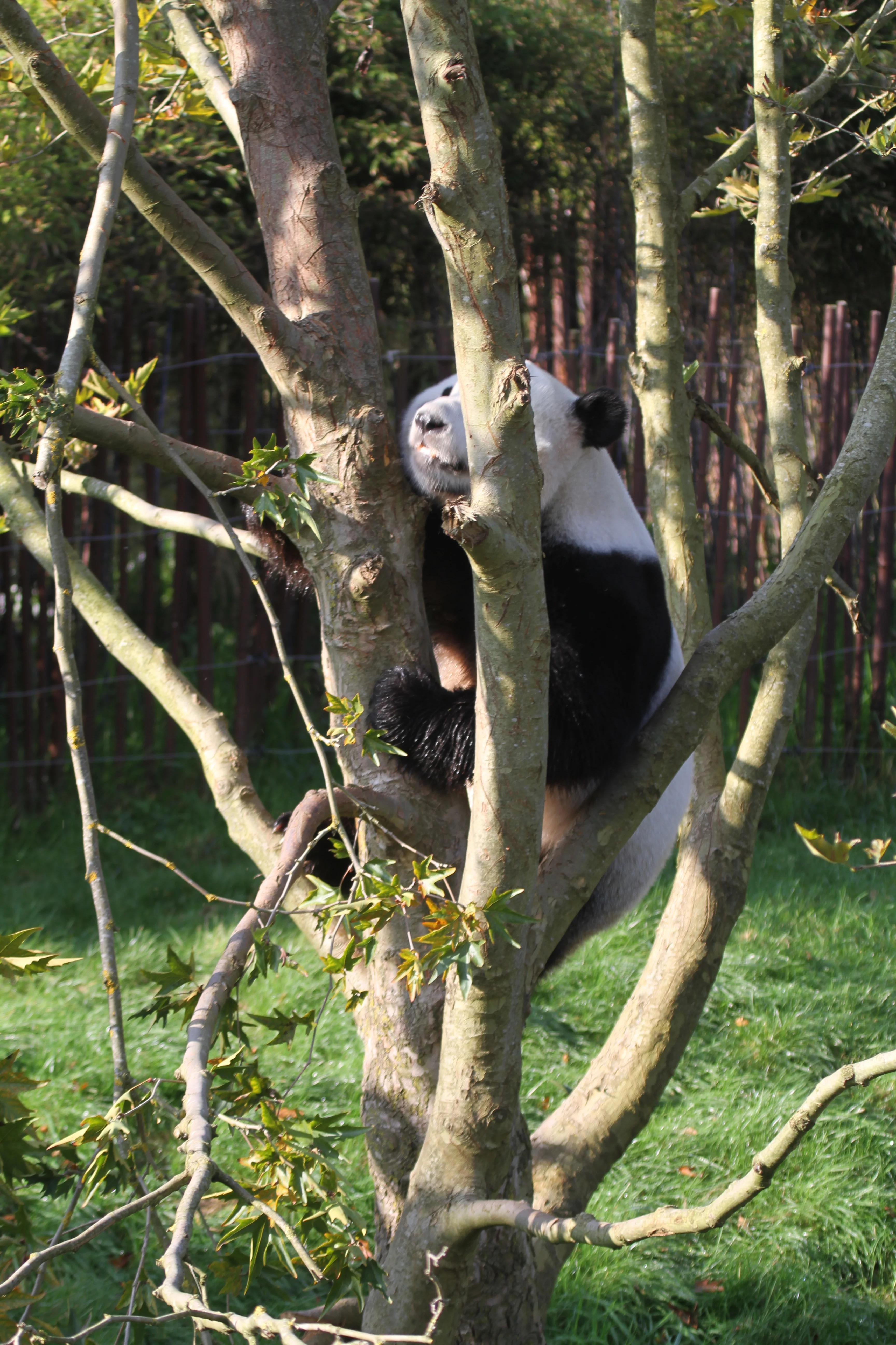Pairi Daiza