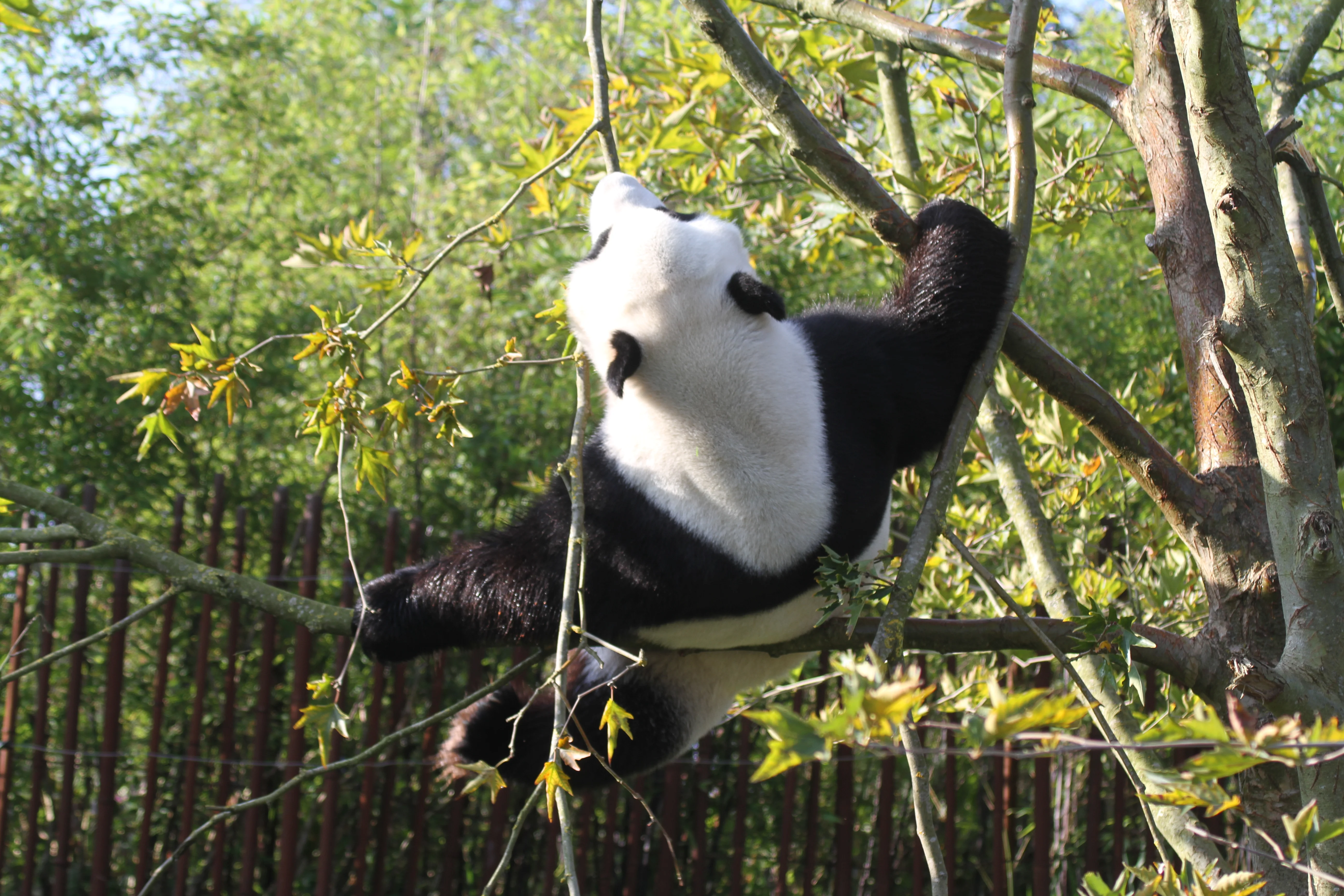 Pairi Daiza