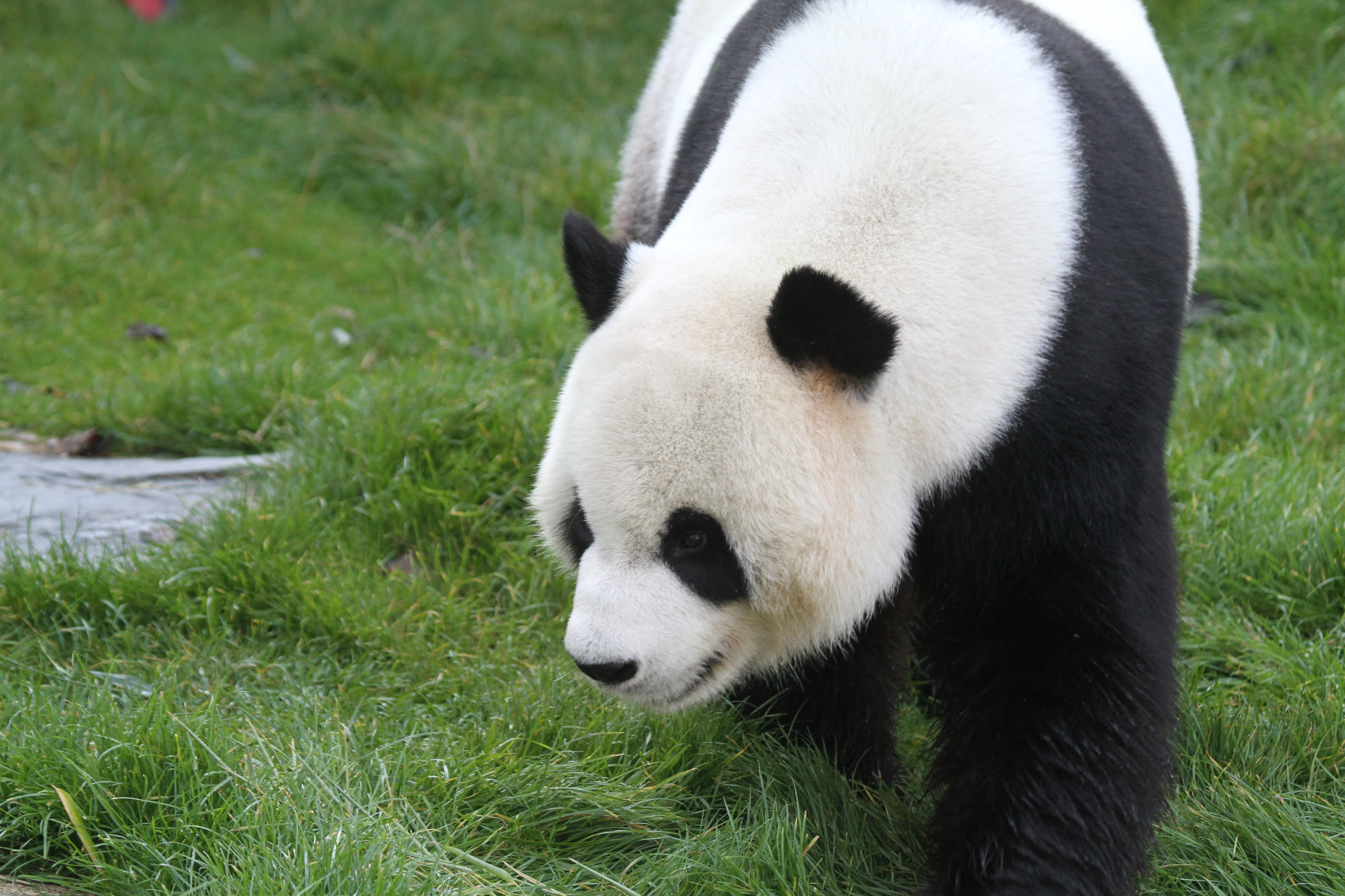 Pairi Daiza