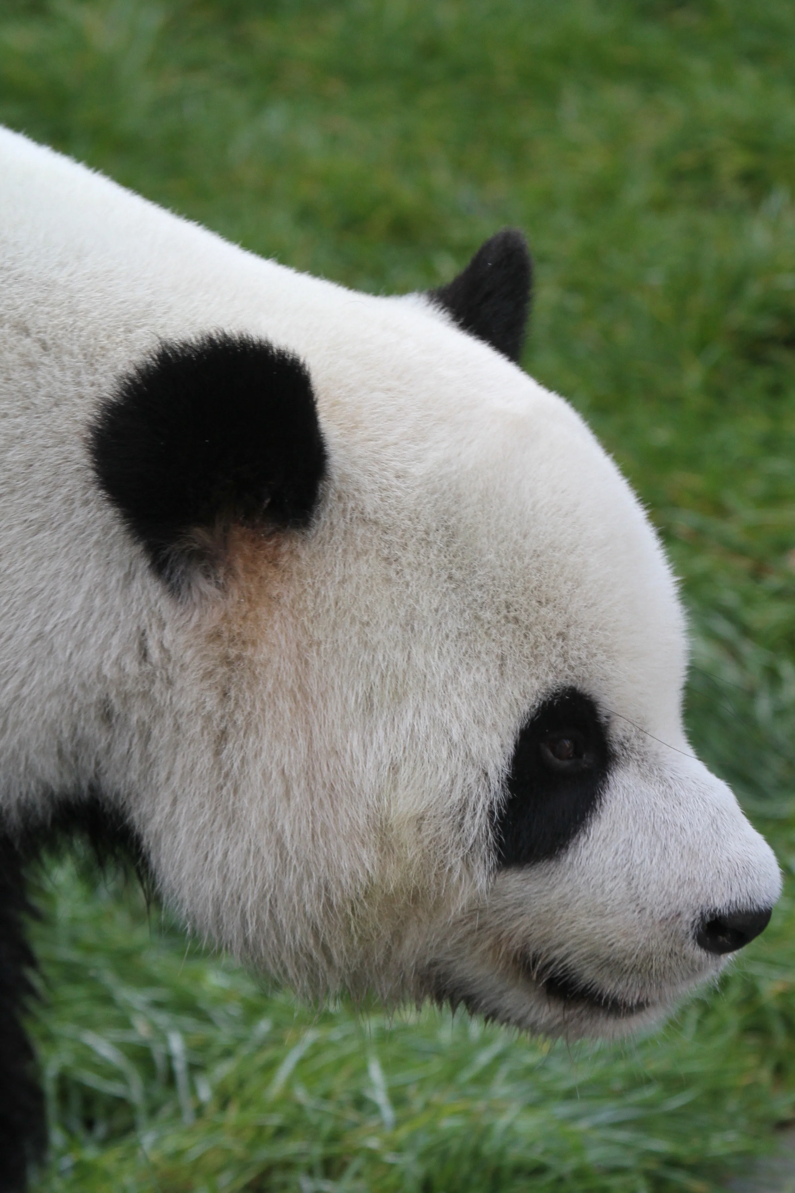 Pairi Daiza