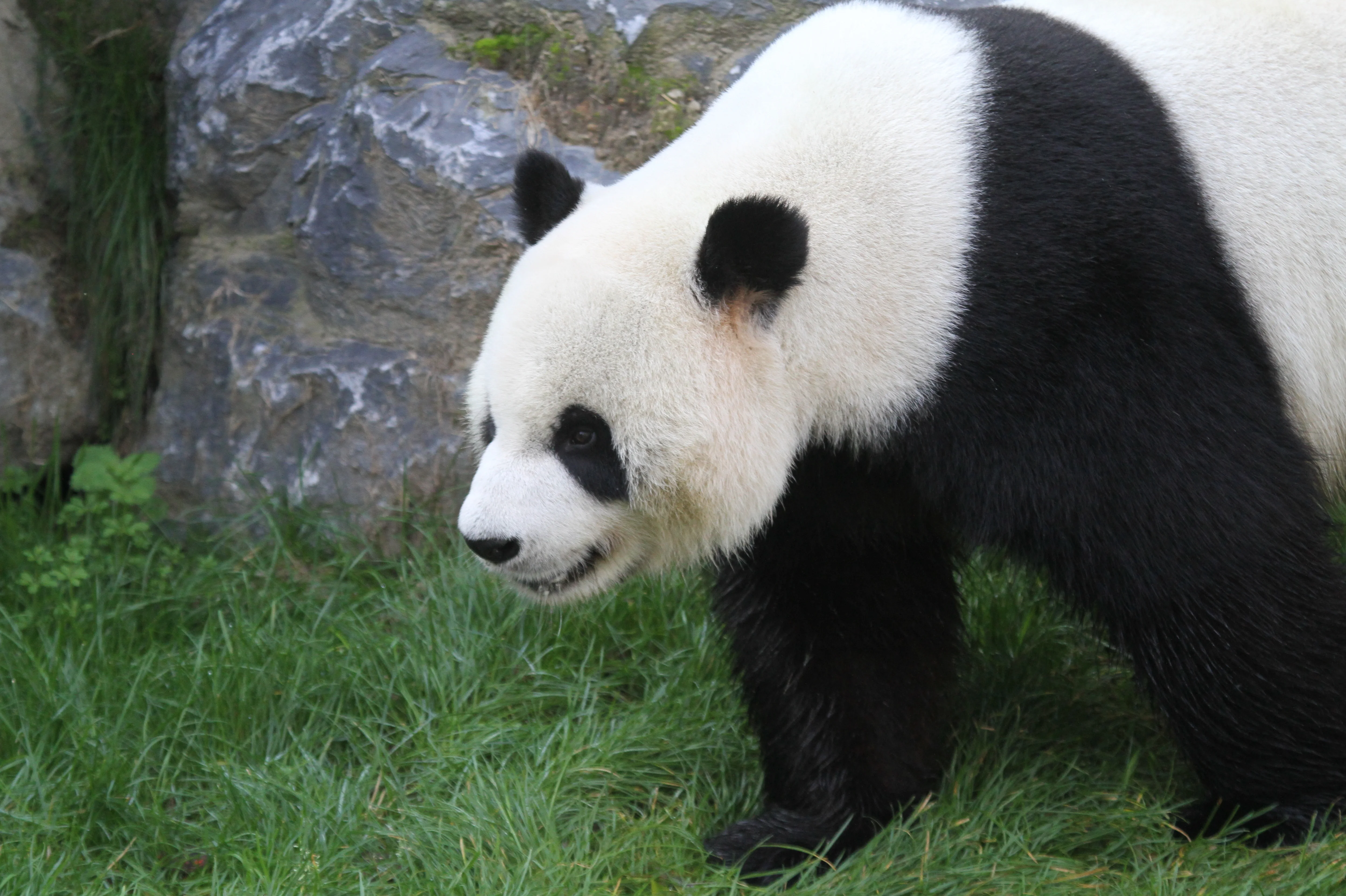 Pairi Daiza