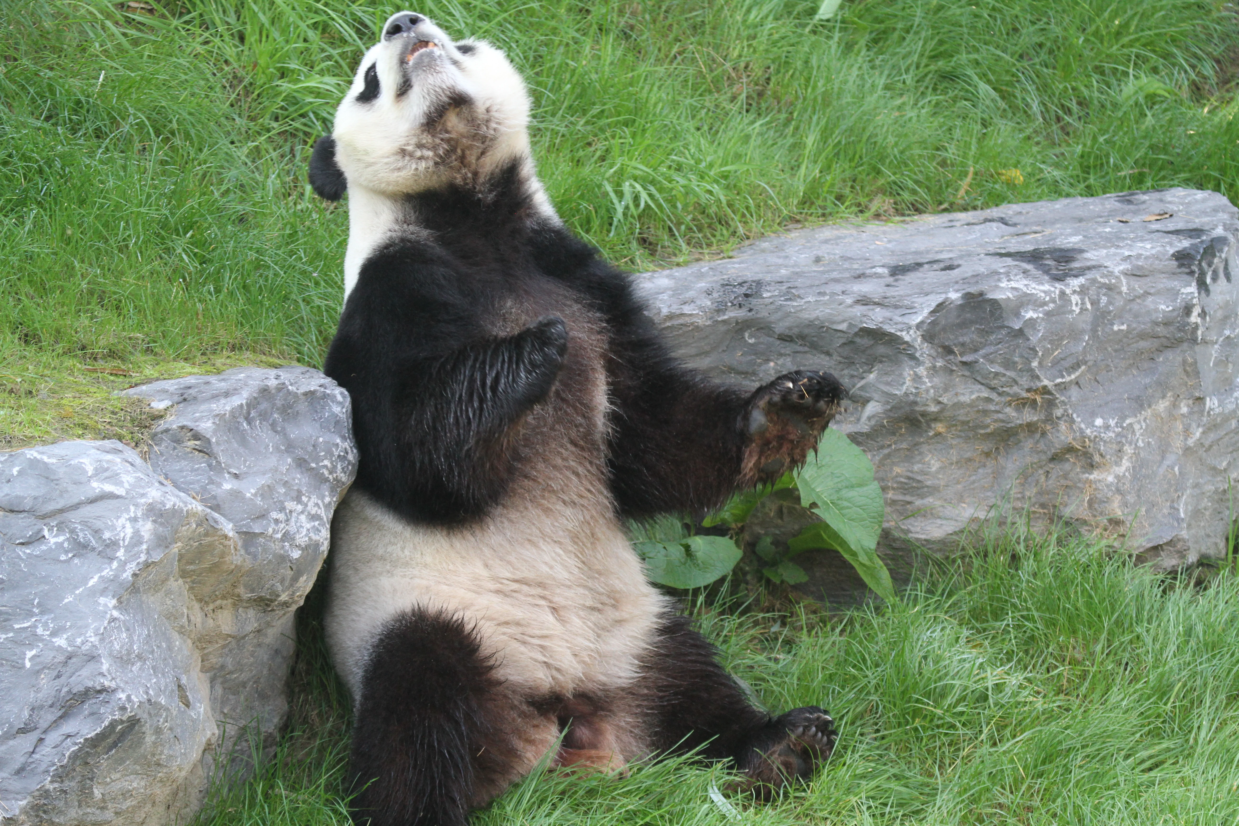 Pairi Daiza