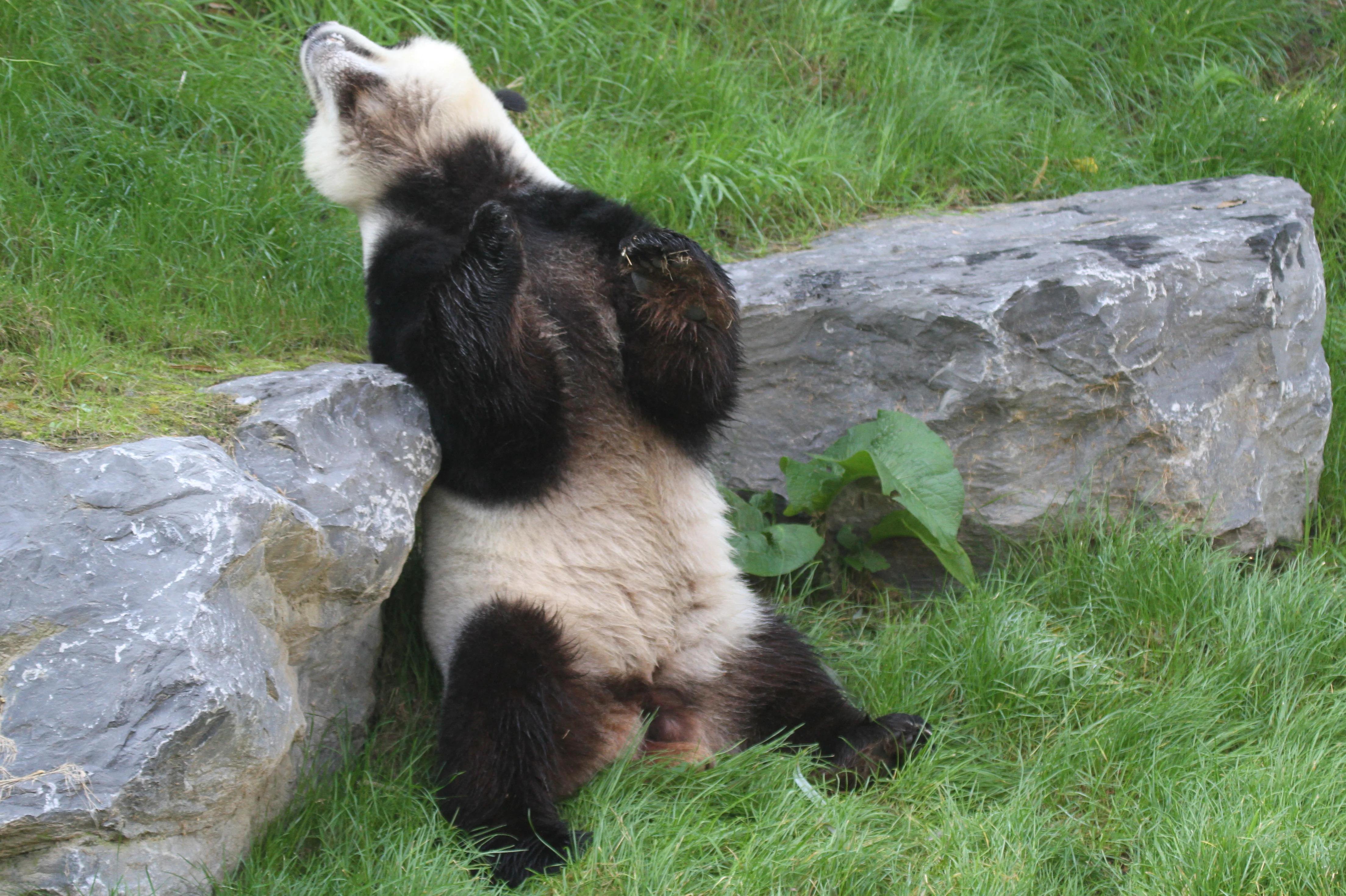 Pairi Daiza