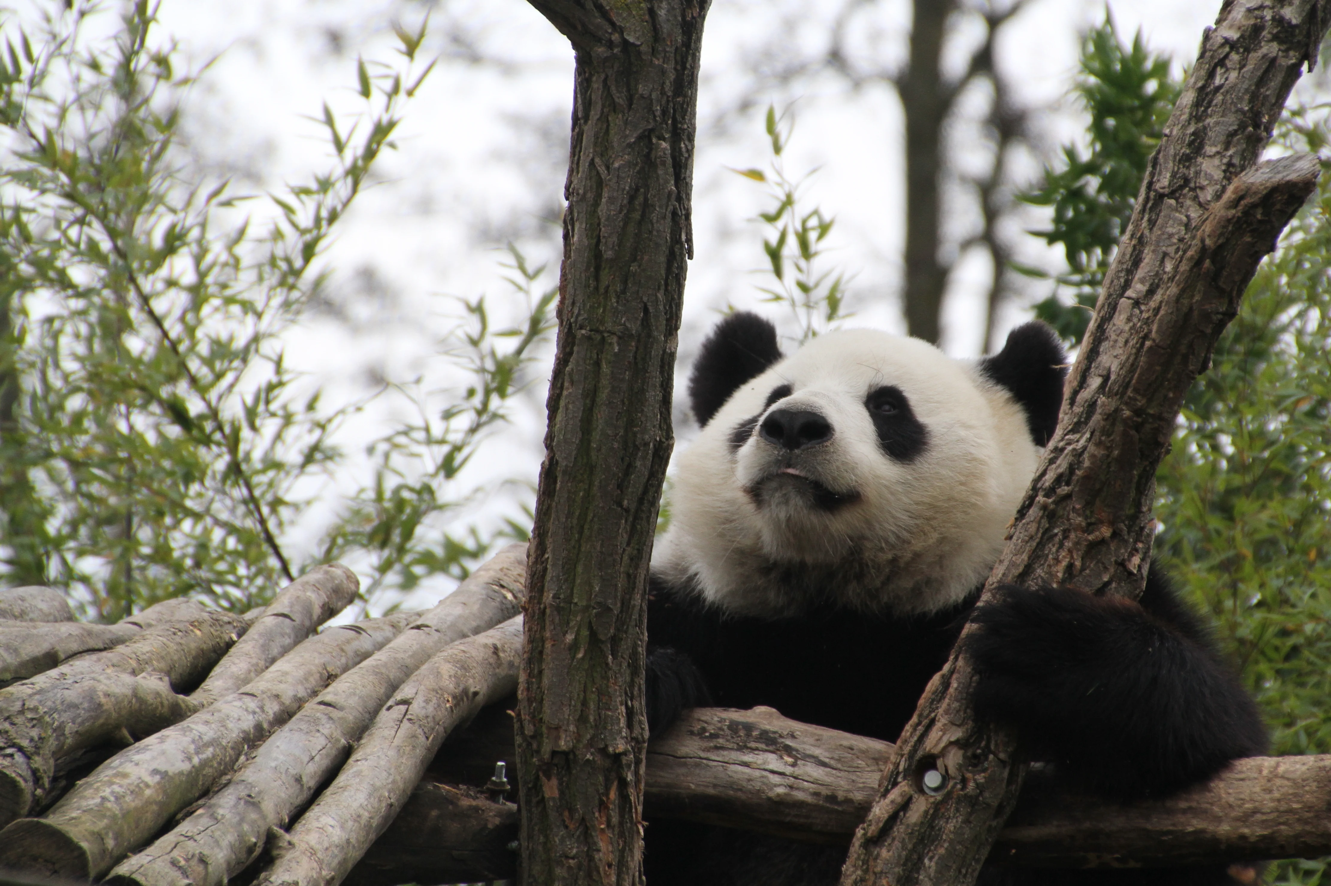 Pairi Daiza