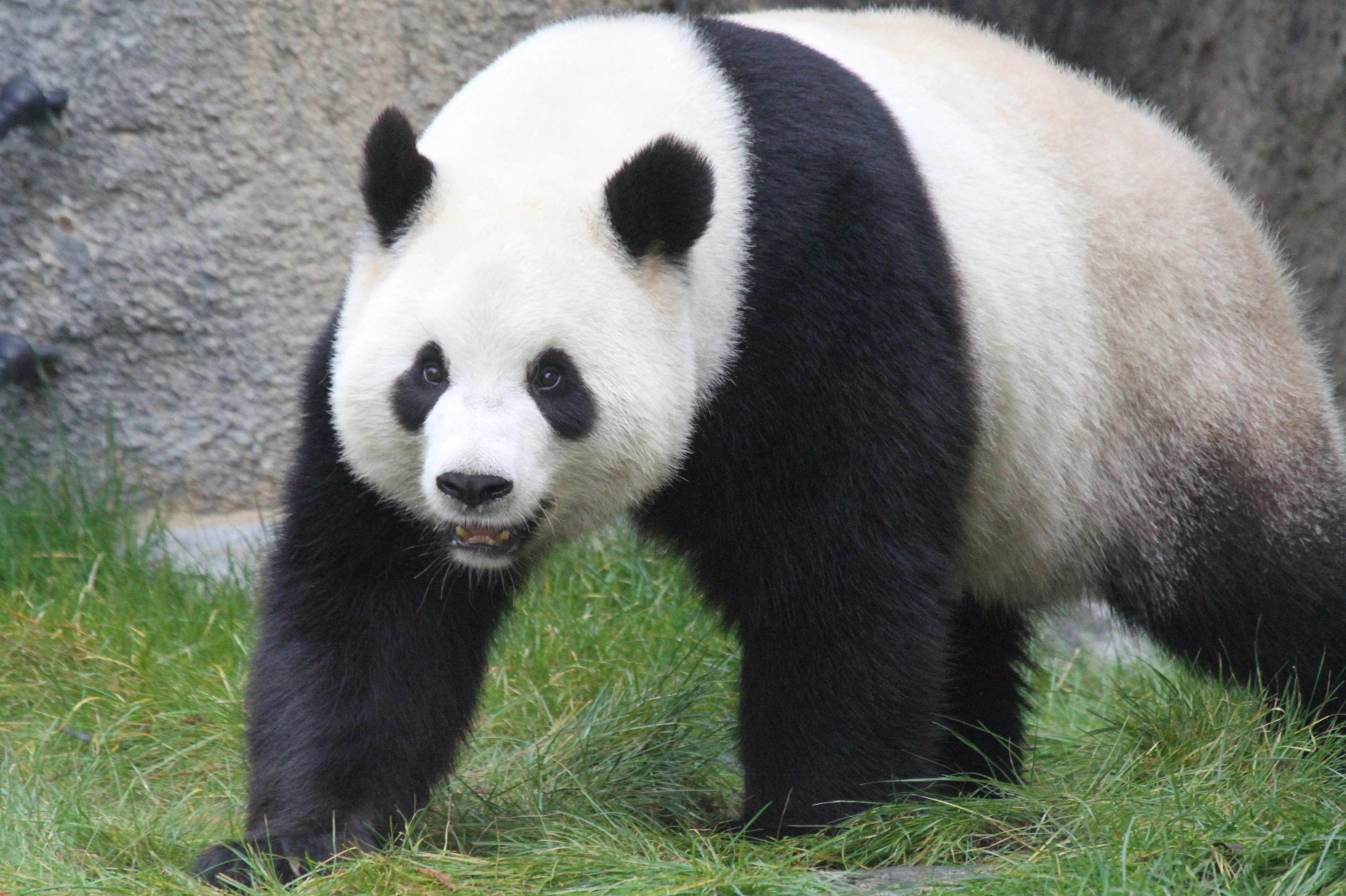 Pairi Daiza