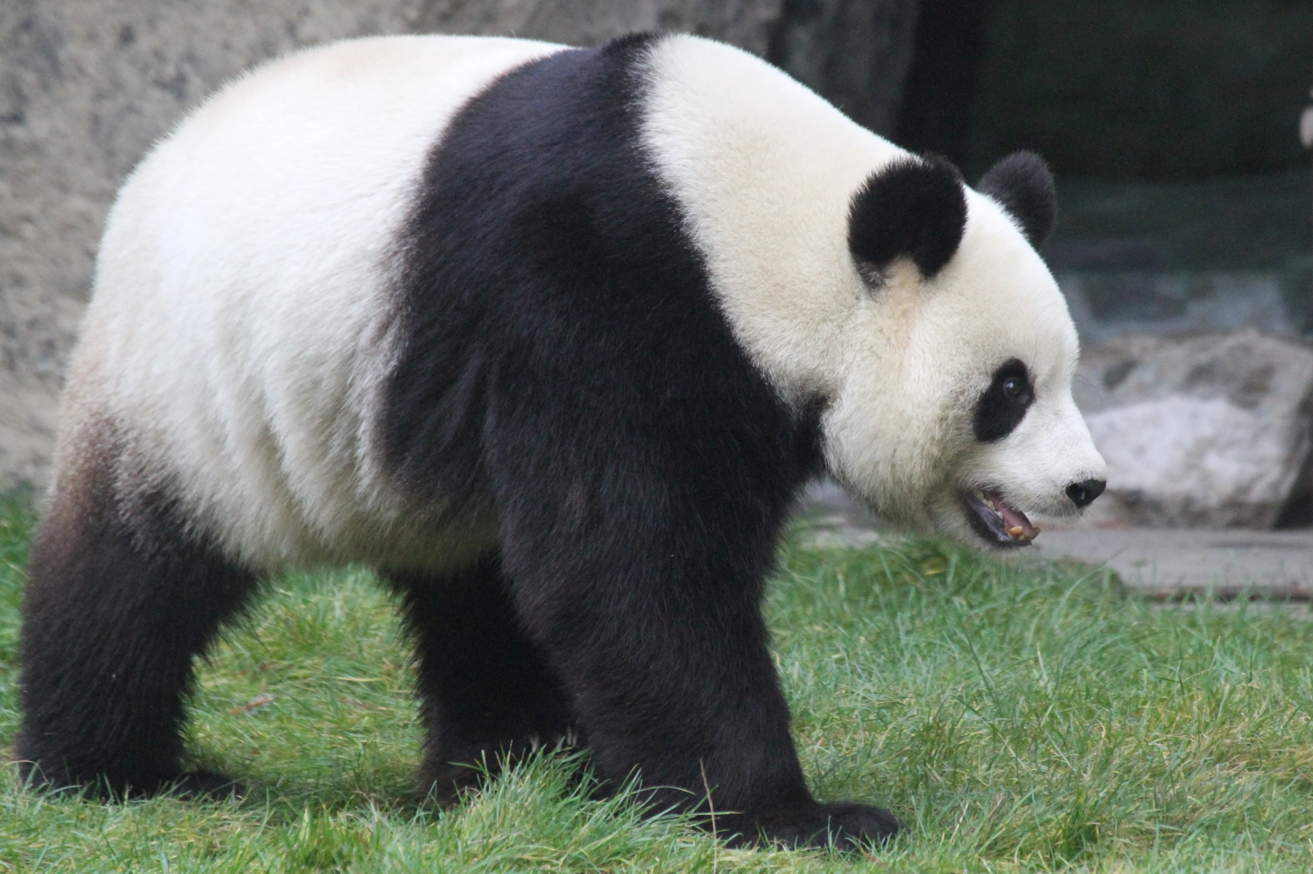 Pairi Daiza