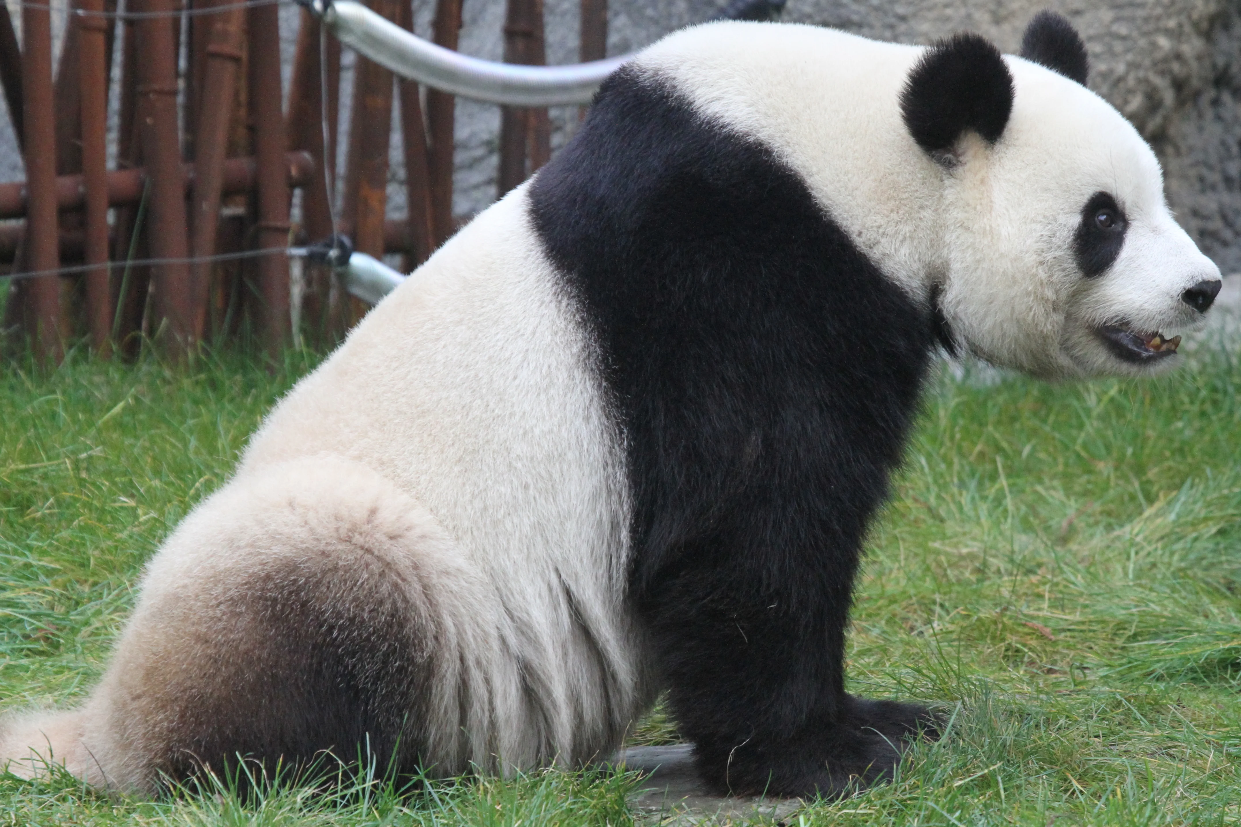 Pairi Daiza