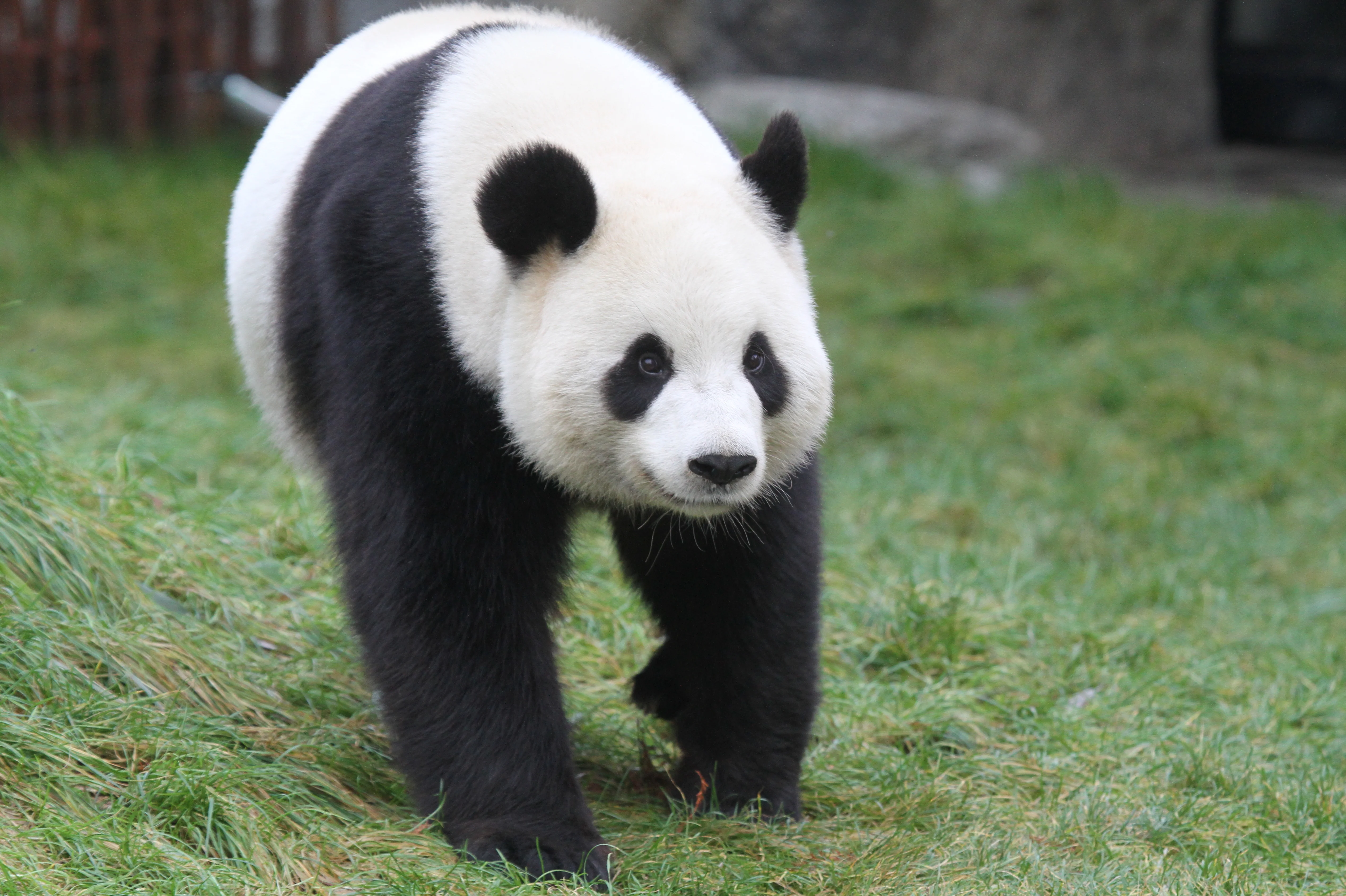 Pairi Daiza