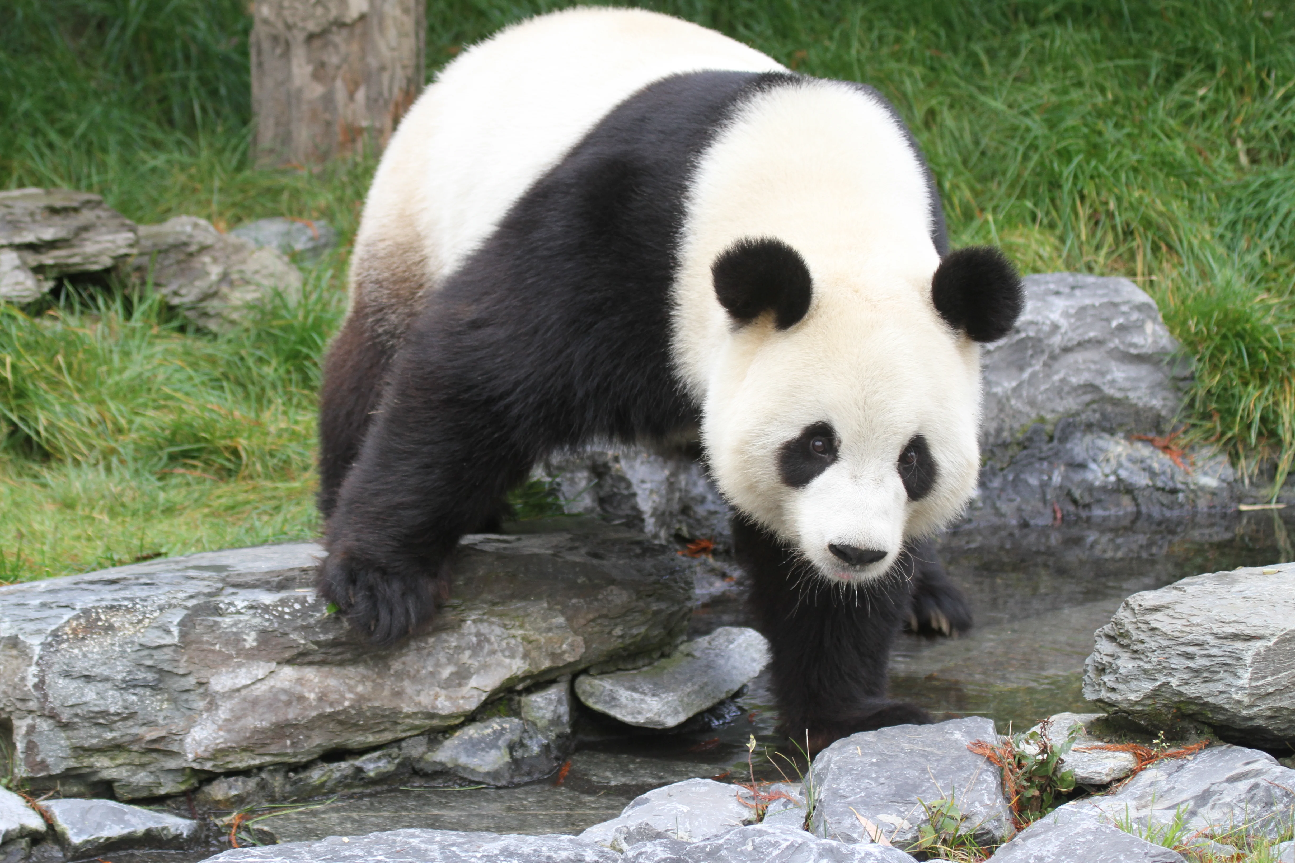Pairi Daiza