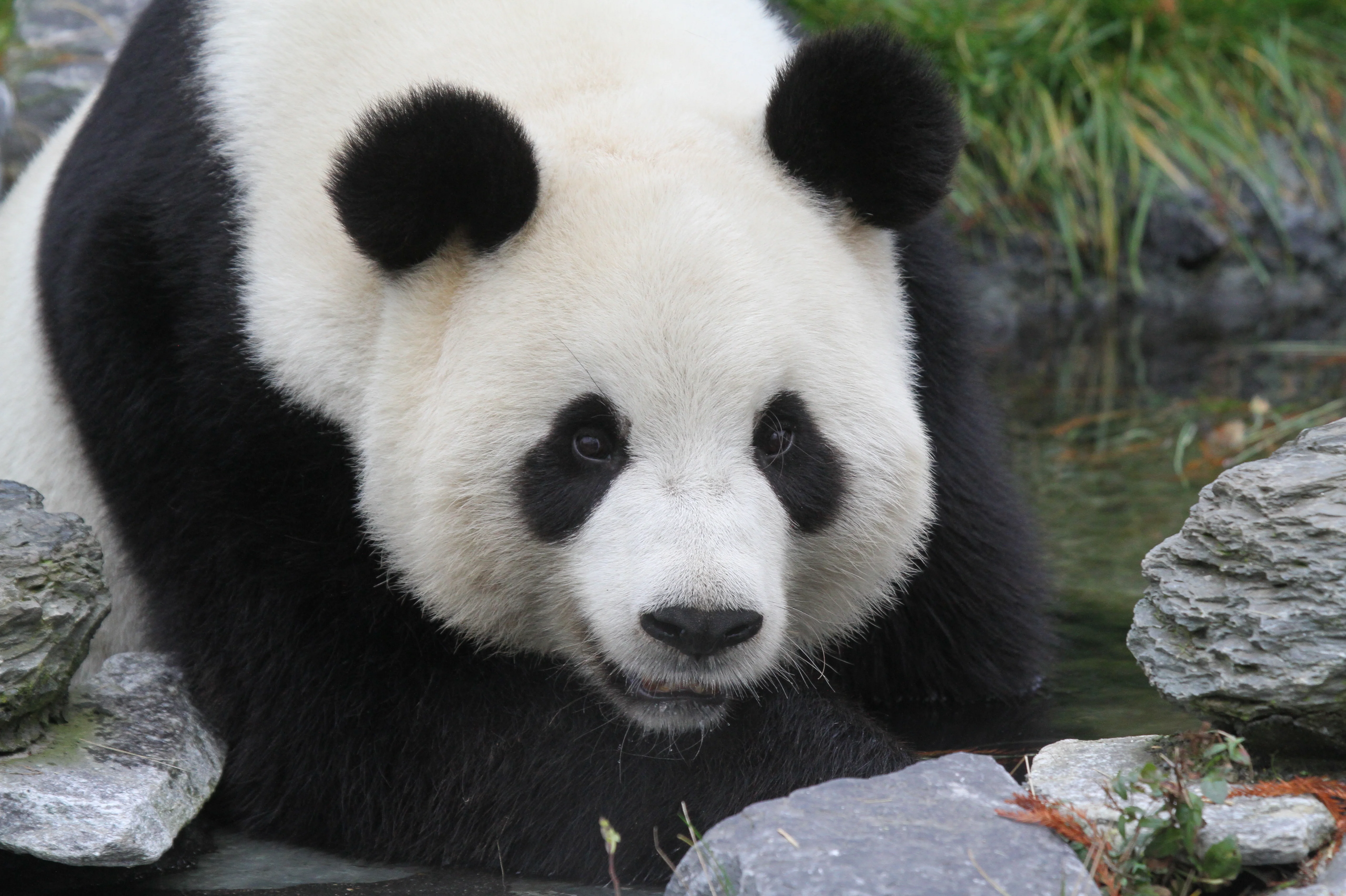 Pairi Daiza