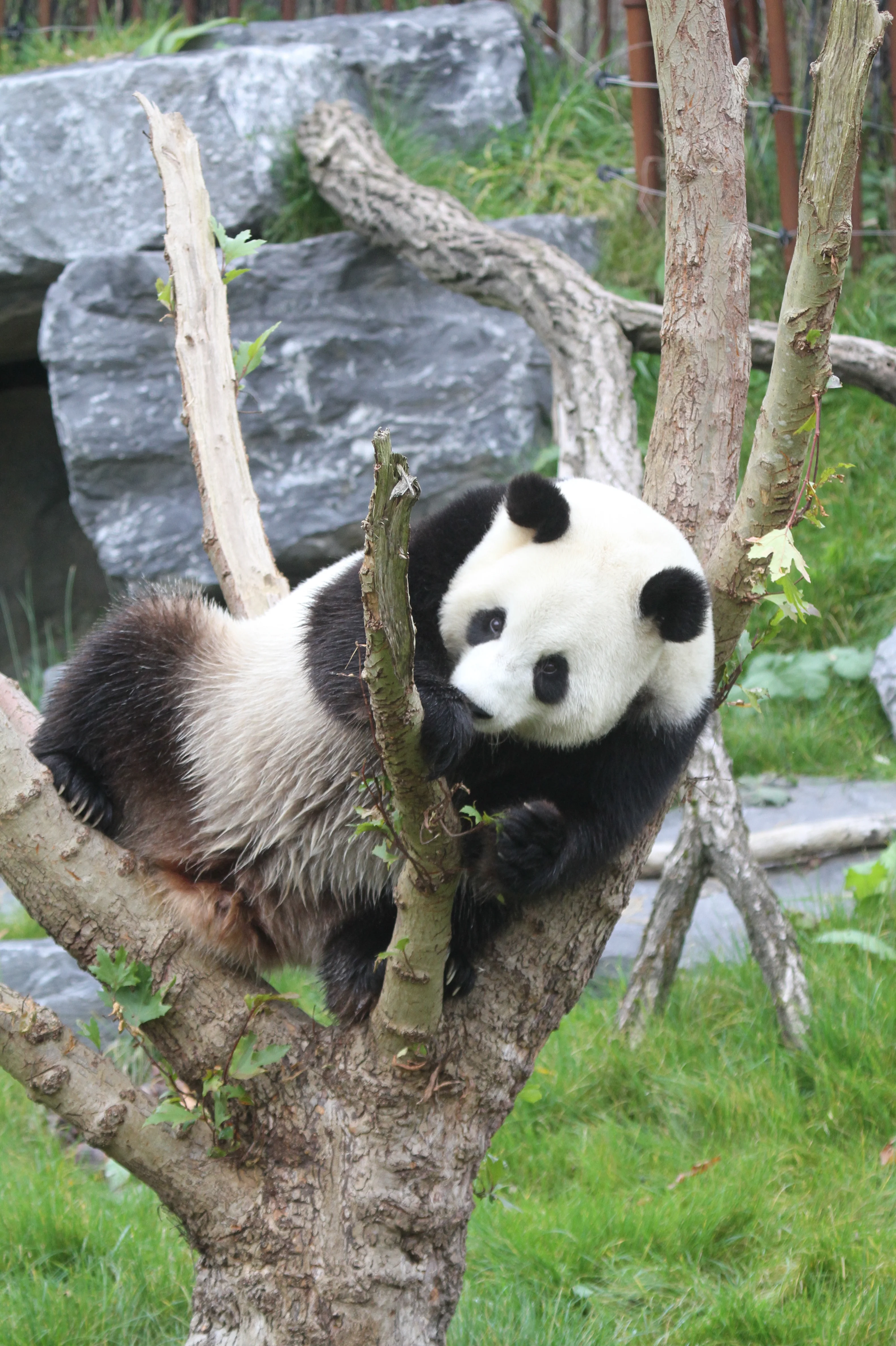 Pairi Daiza