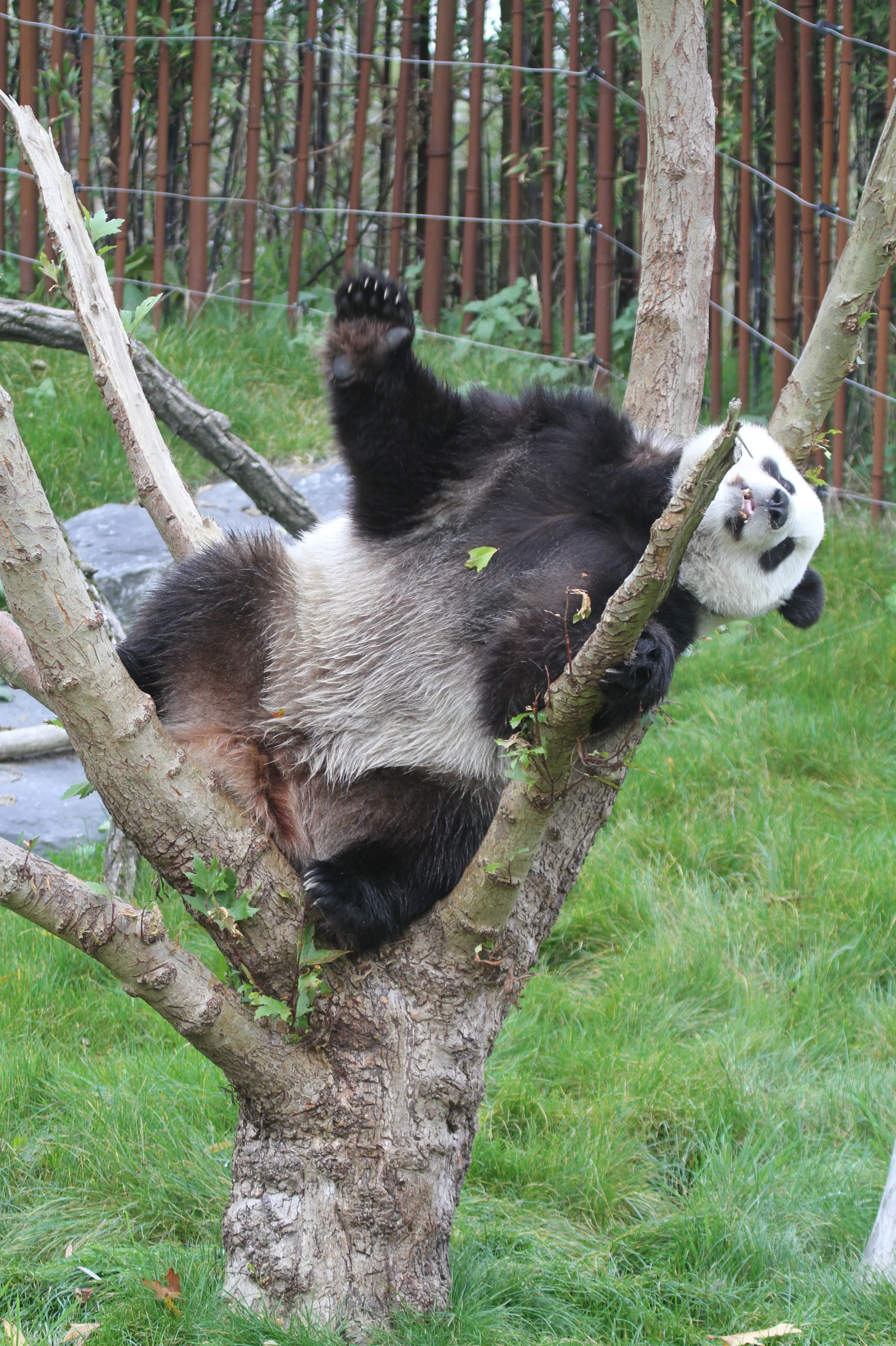Pairi Daiza