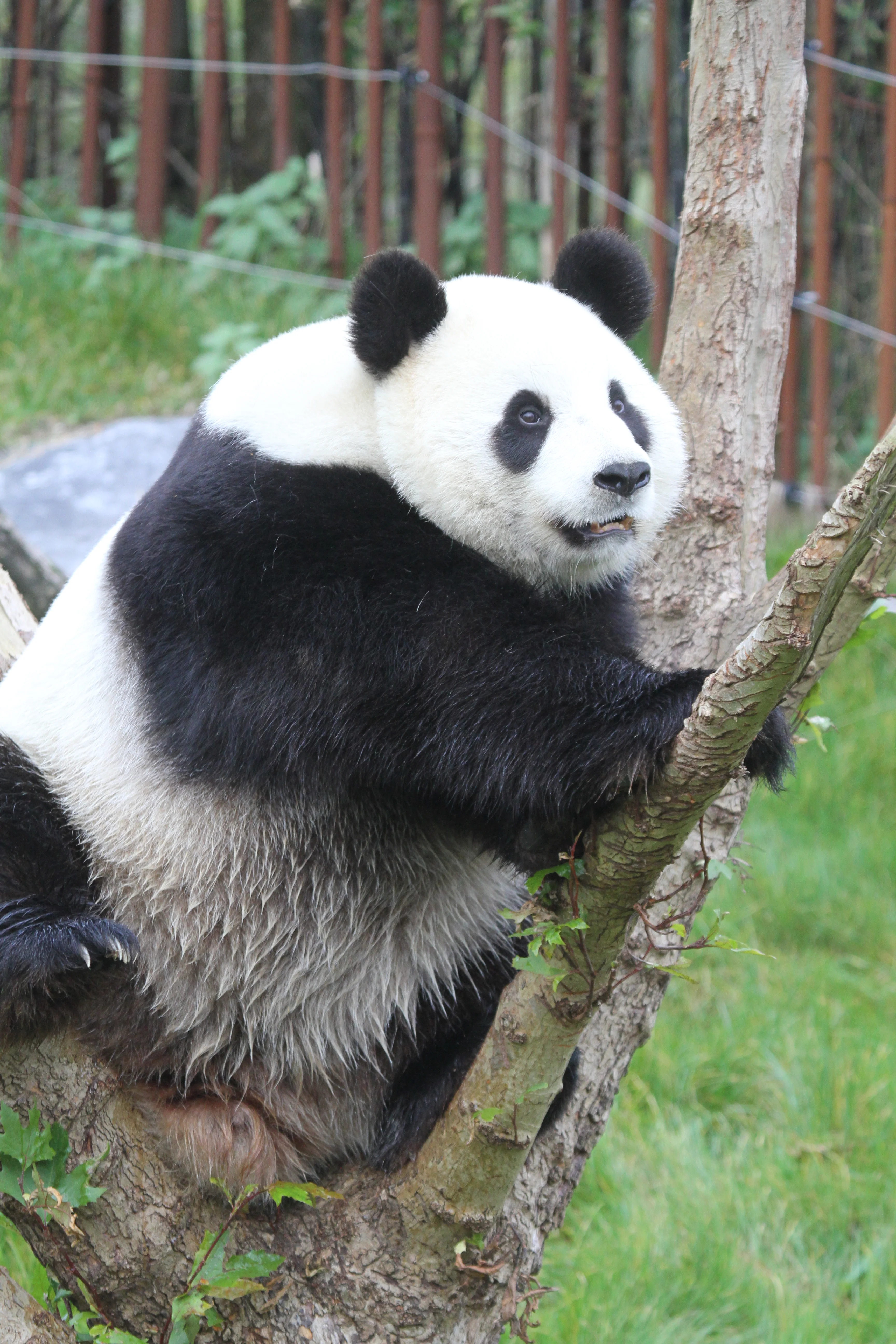 Pairi Daiza