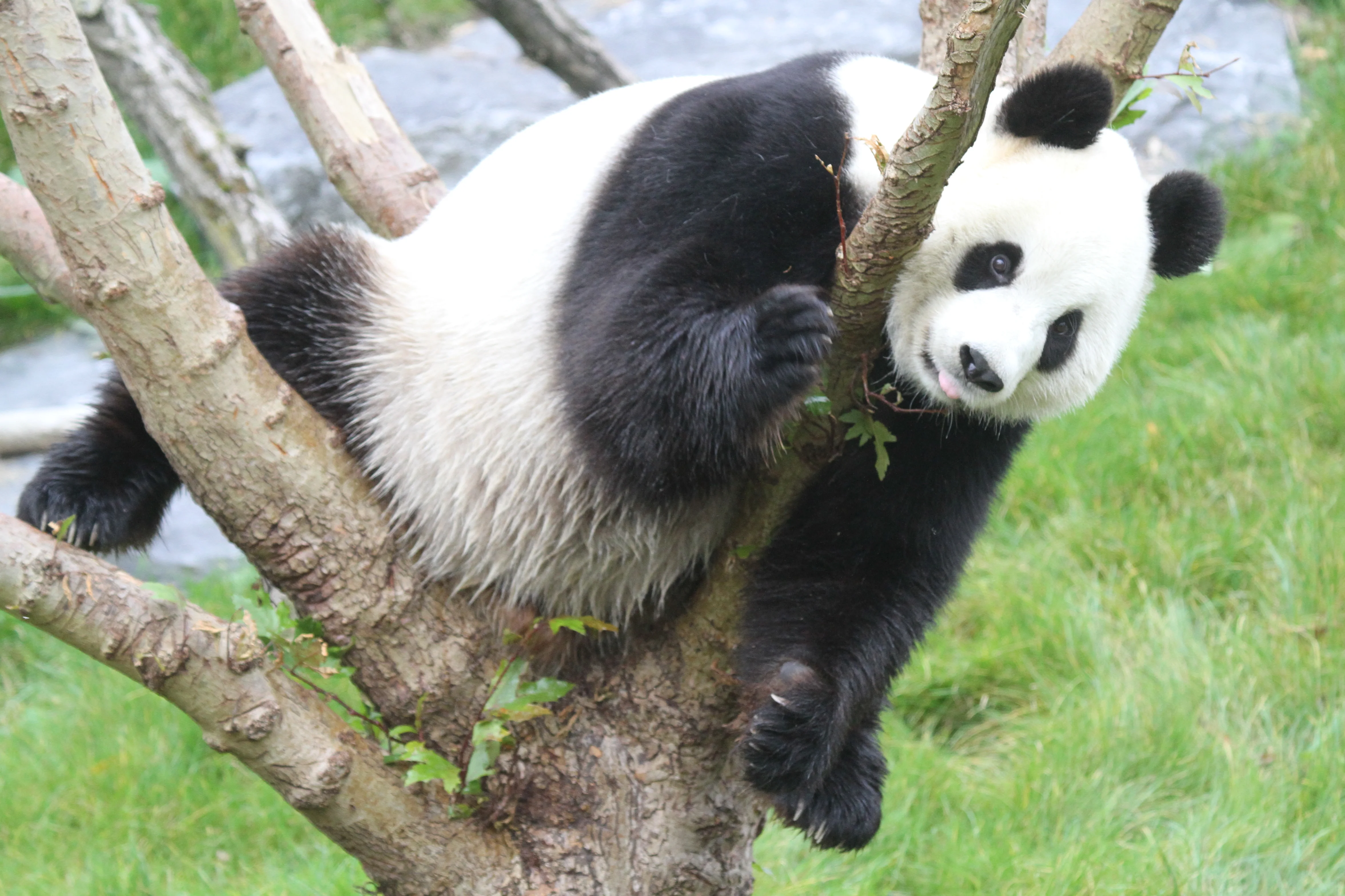 Pairi Daiza