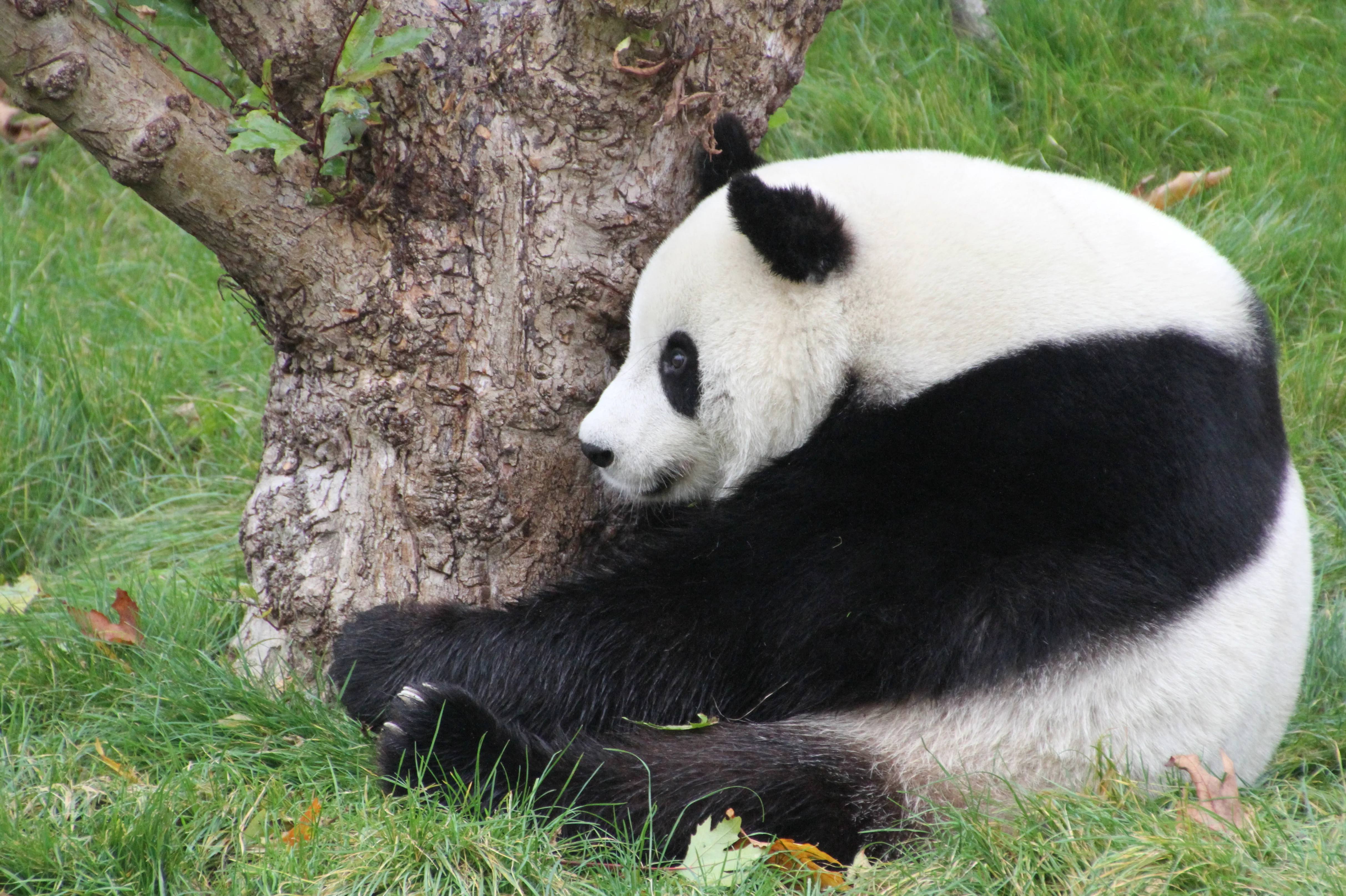 Pairi Daiza