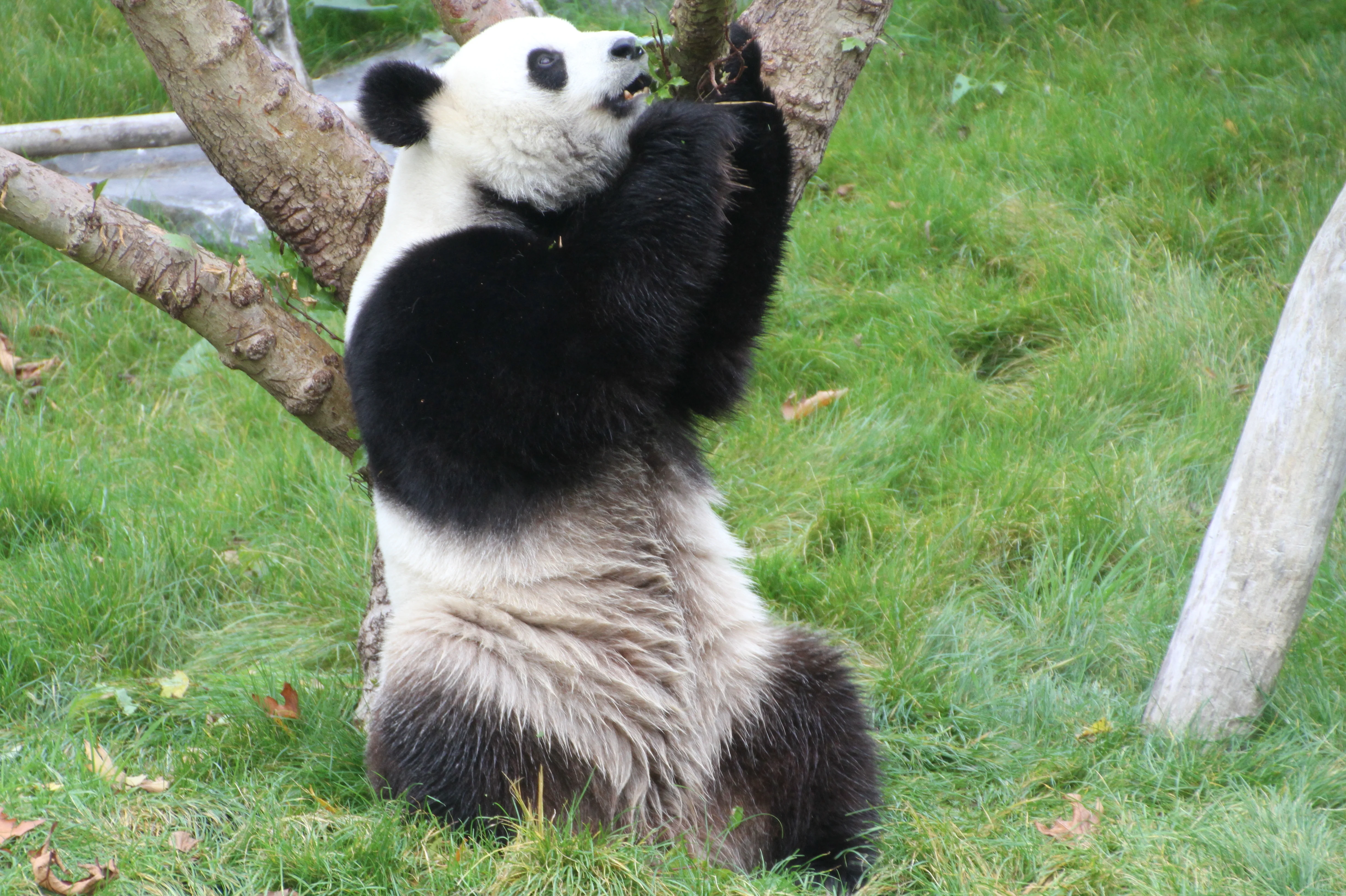 Pairi Daiza