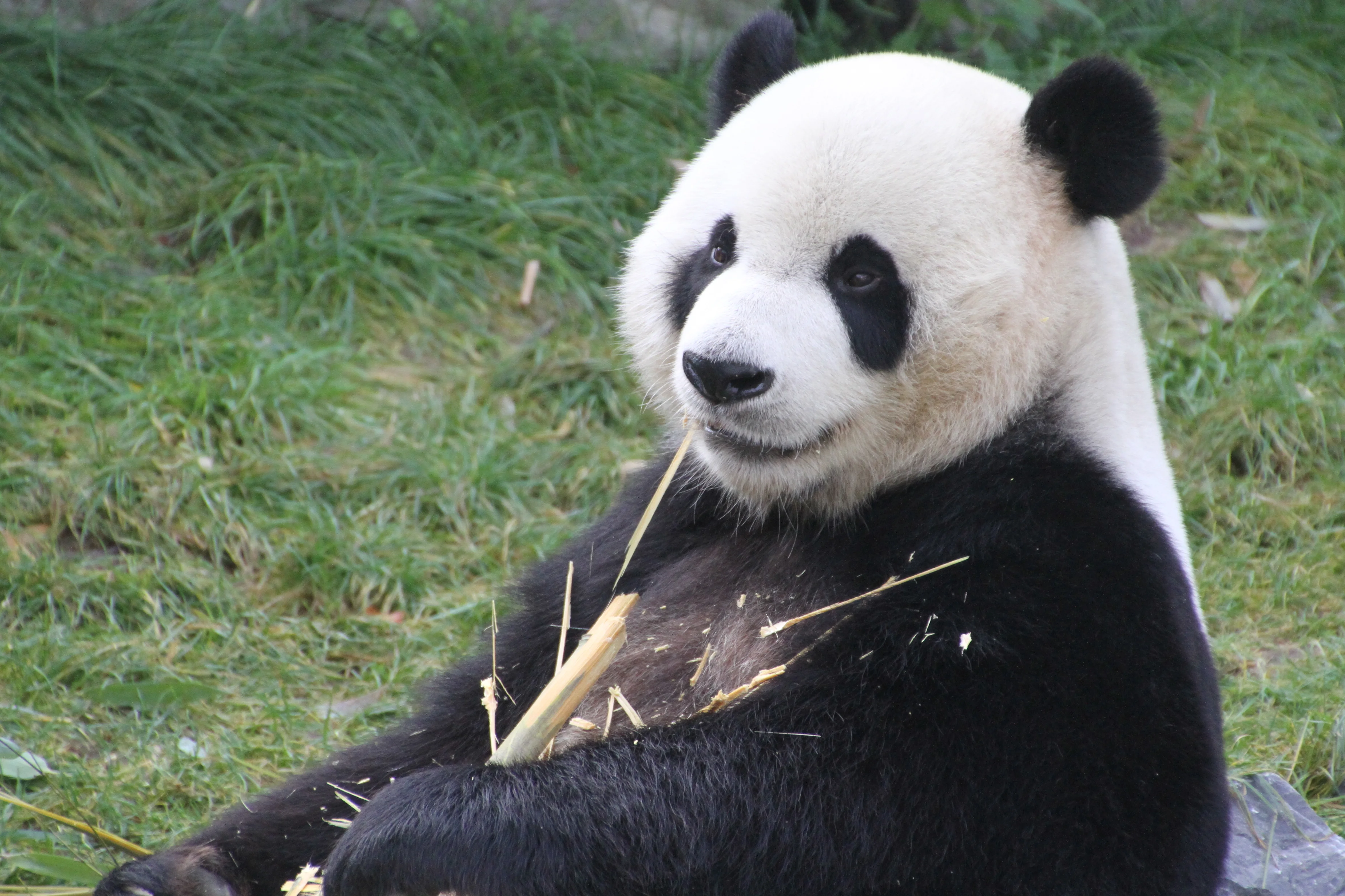 Pairi Daiza