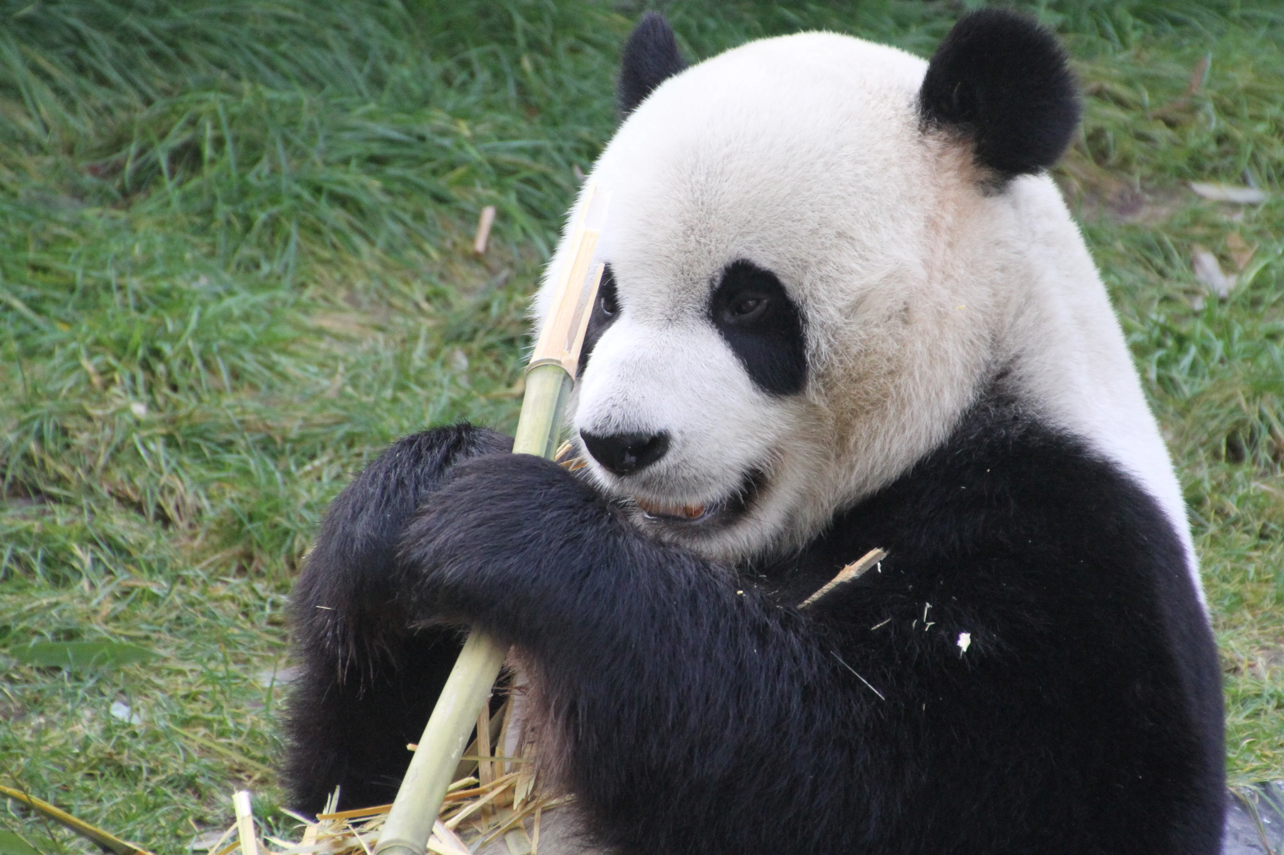 Pairi Daiza