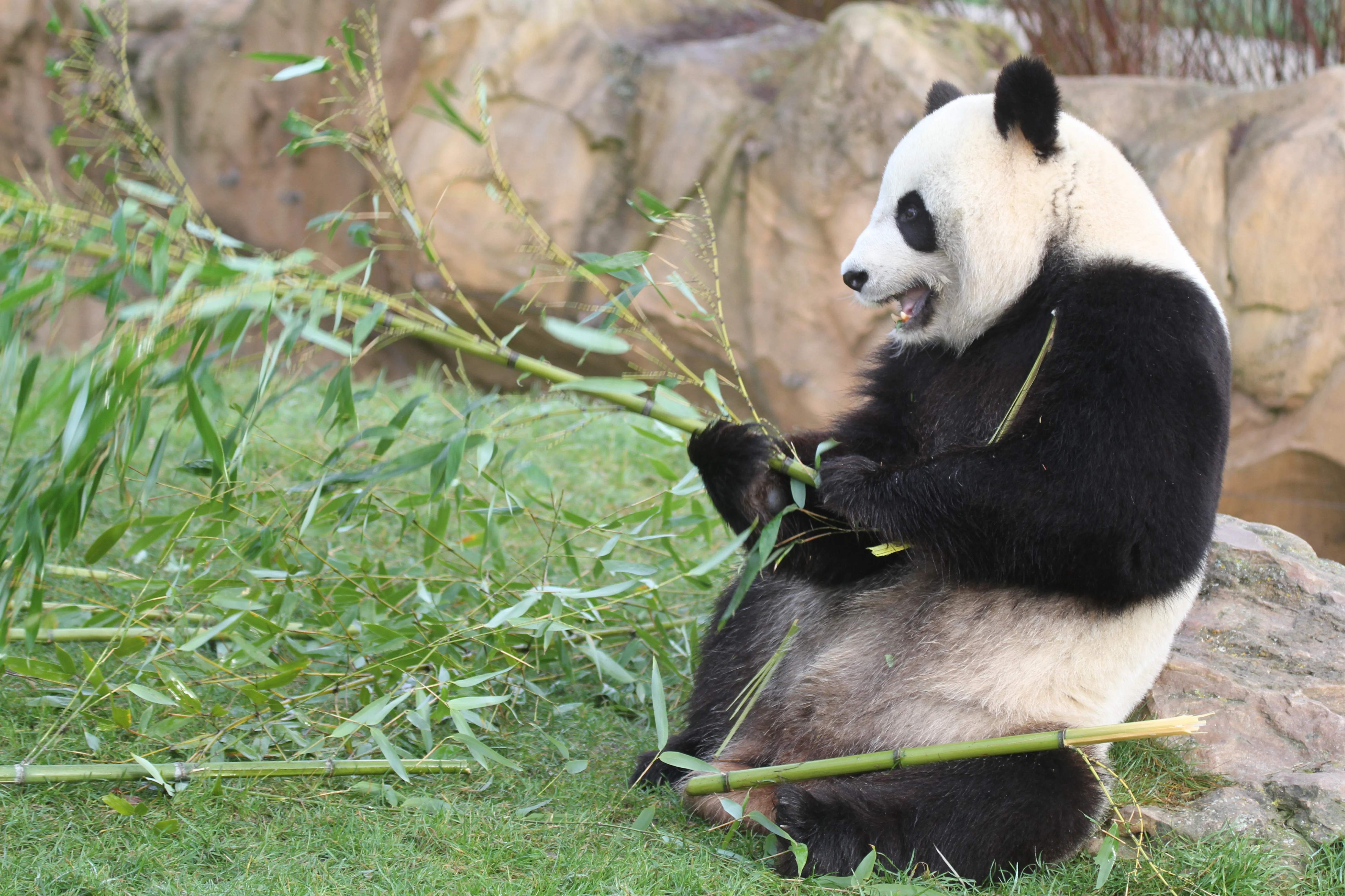 ZooParc de Beauval