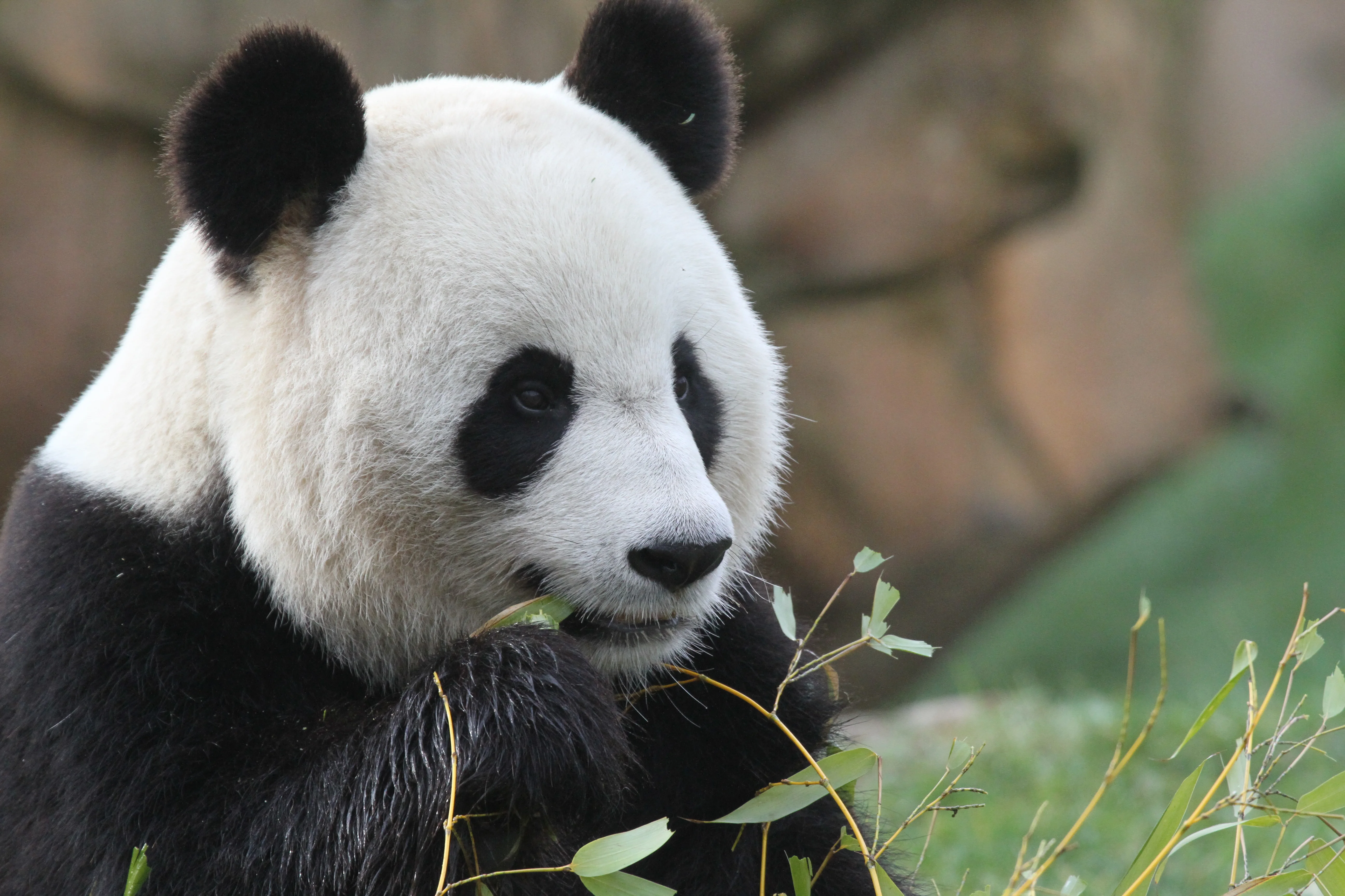 ZooParc de Beauval