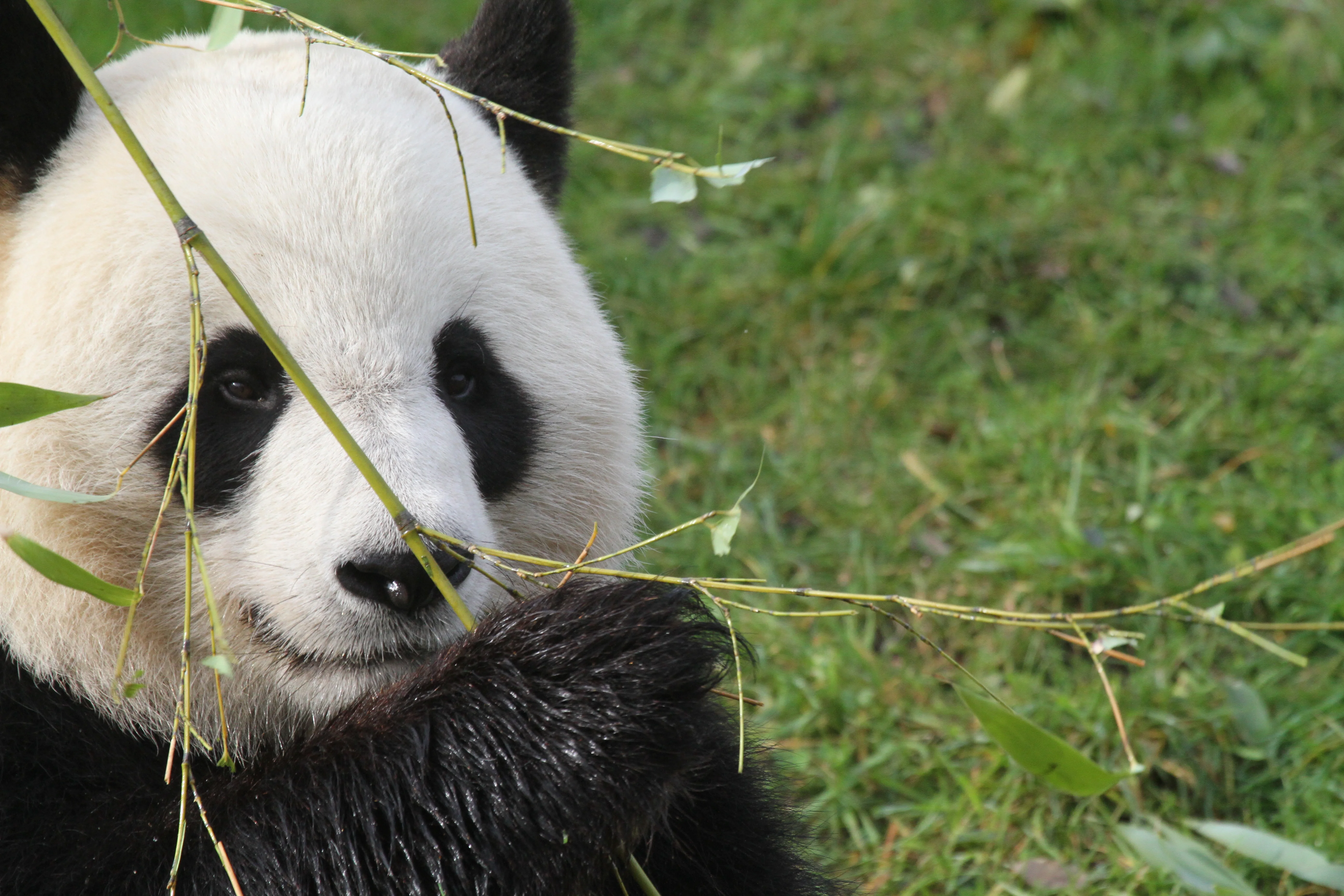 ZooParc de Beauval