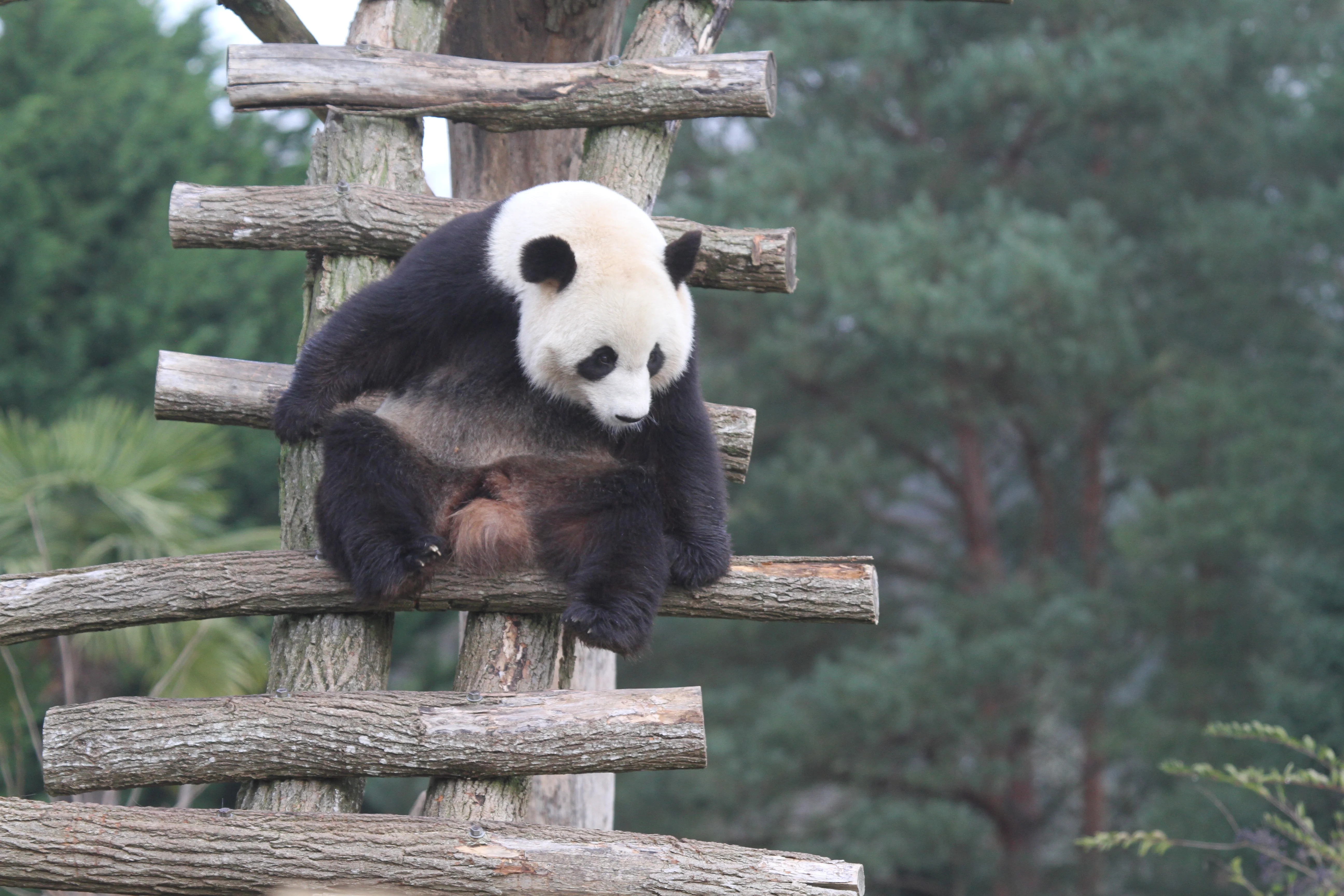 ZooParc de Beauval