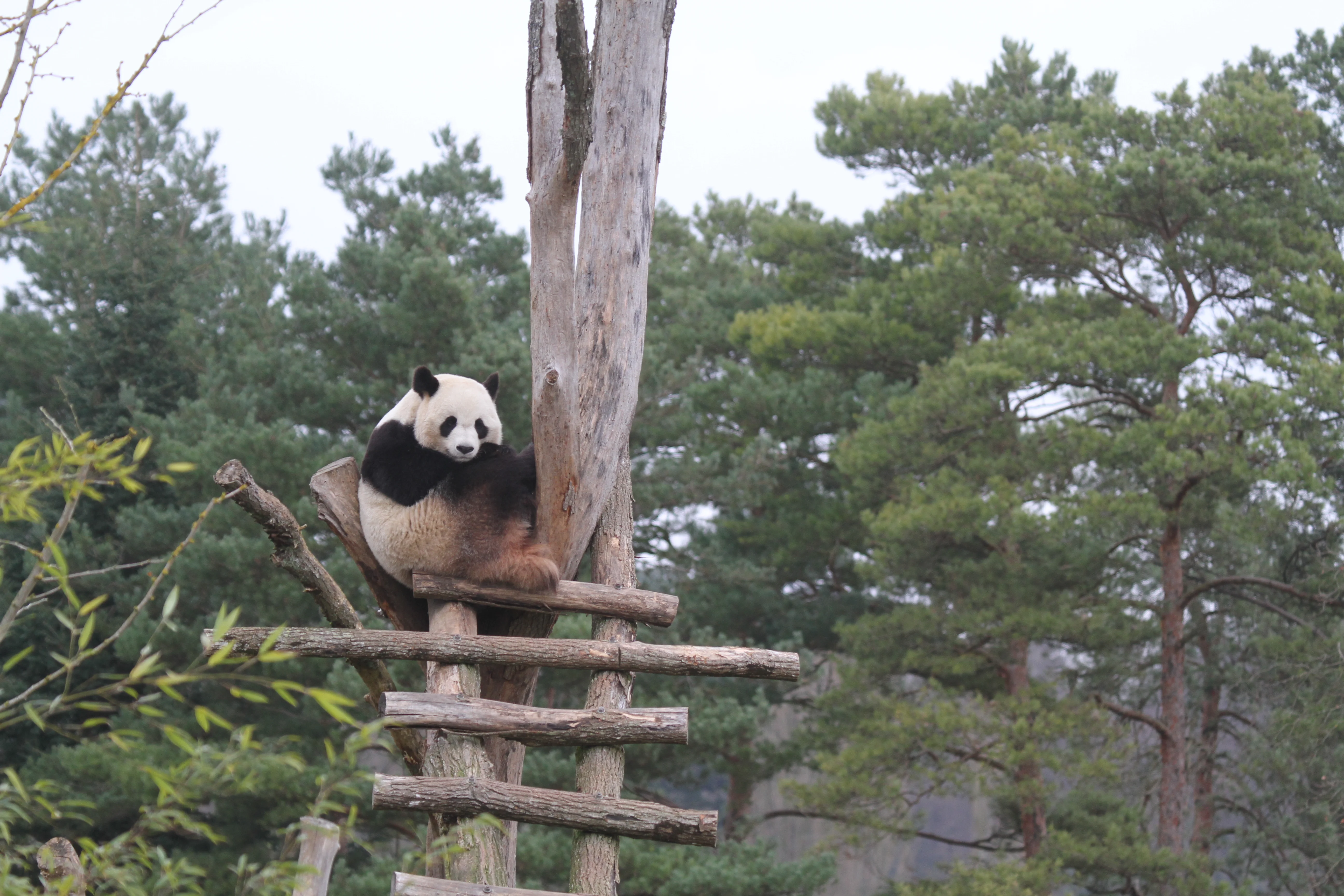 ZooParc de Beauval